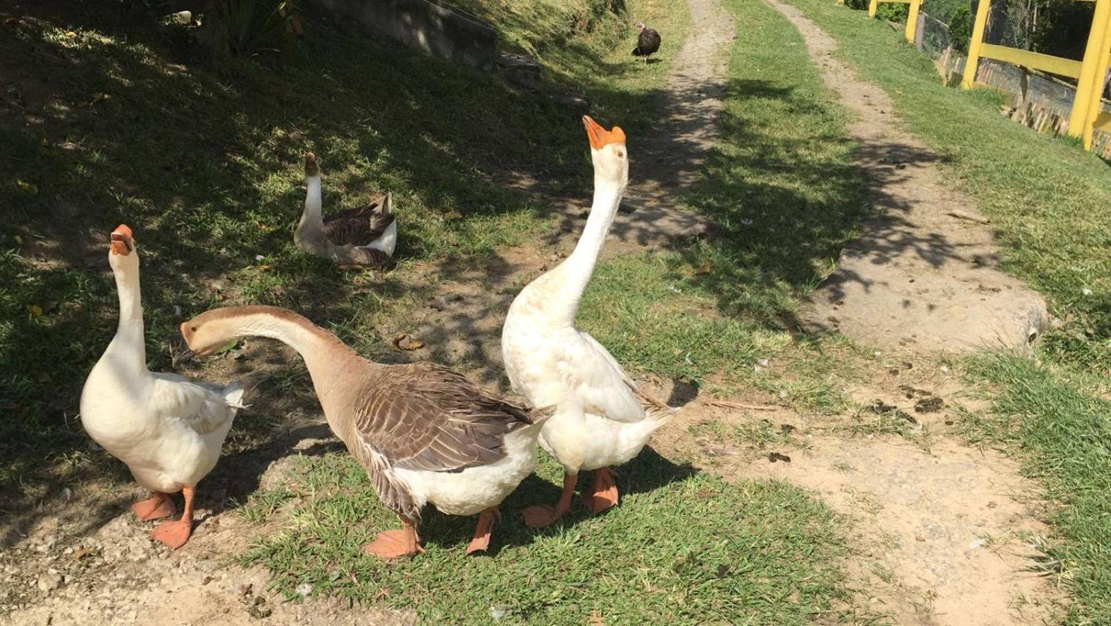 POUSADA PE NA TERRA EM GUARAREMA
