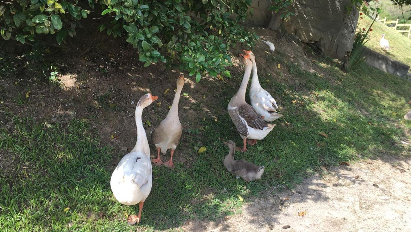 POUSADA PE NA TERRA EM GUARAREMA