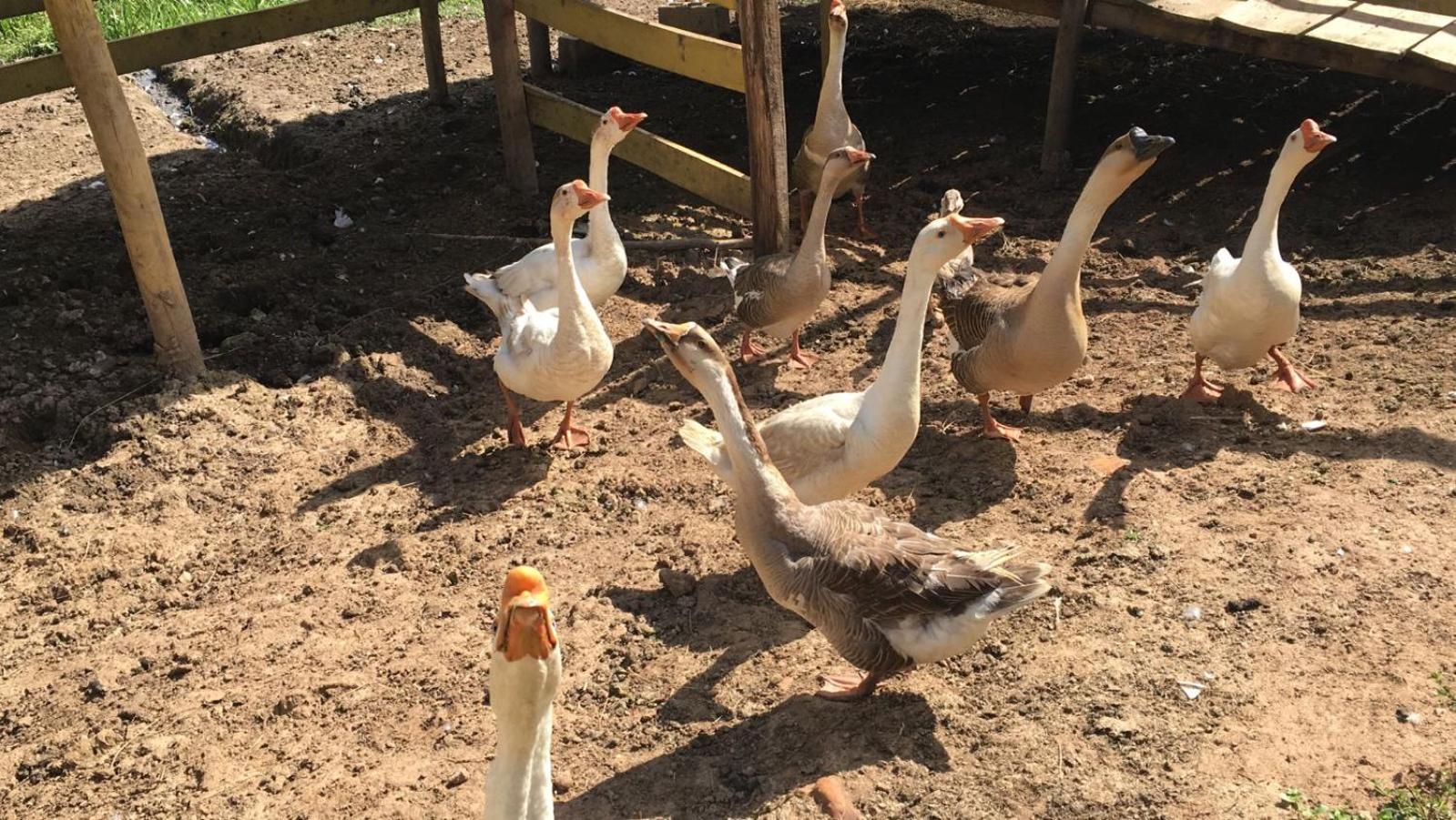 POUSADA PE NA TERRA EM GUARAREMA