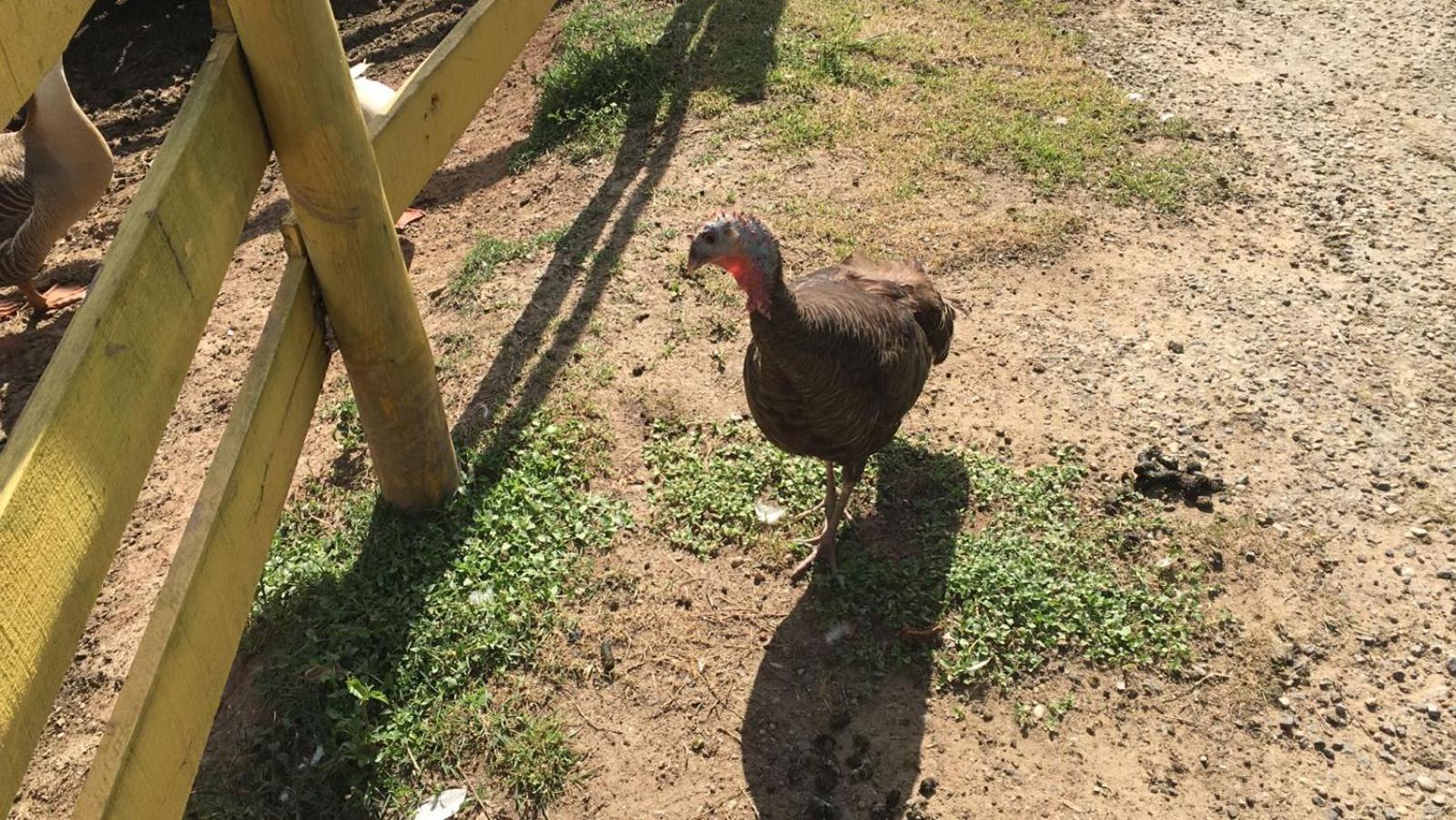 POUSADA PE NA TERRA EM GUARAREMA