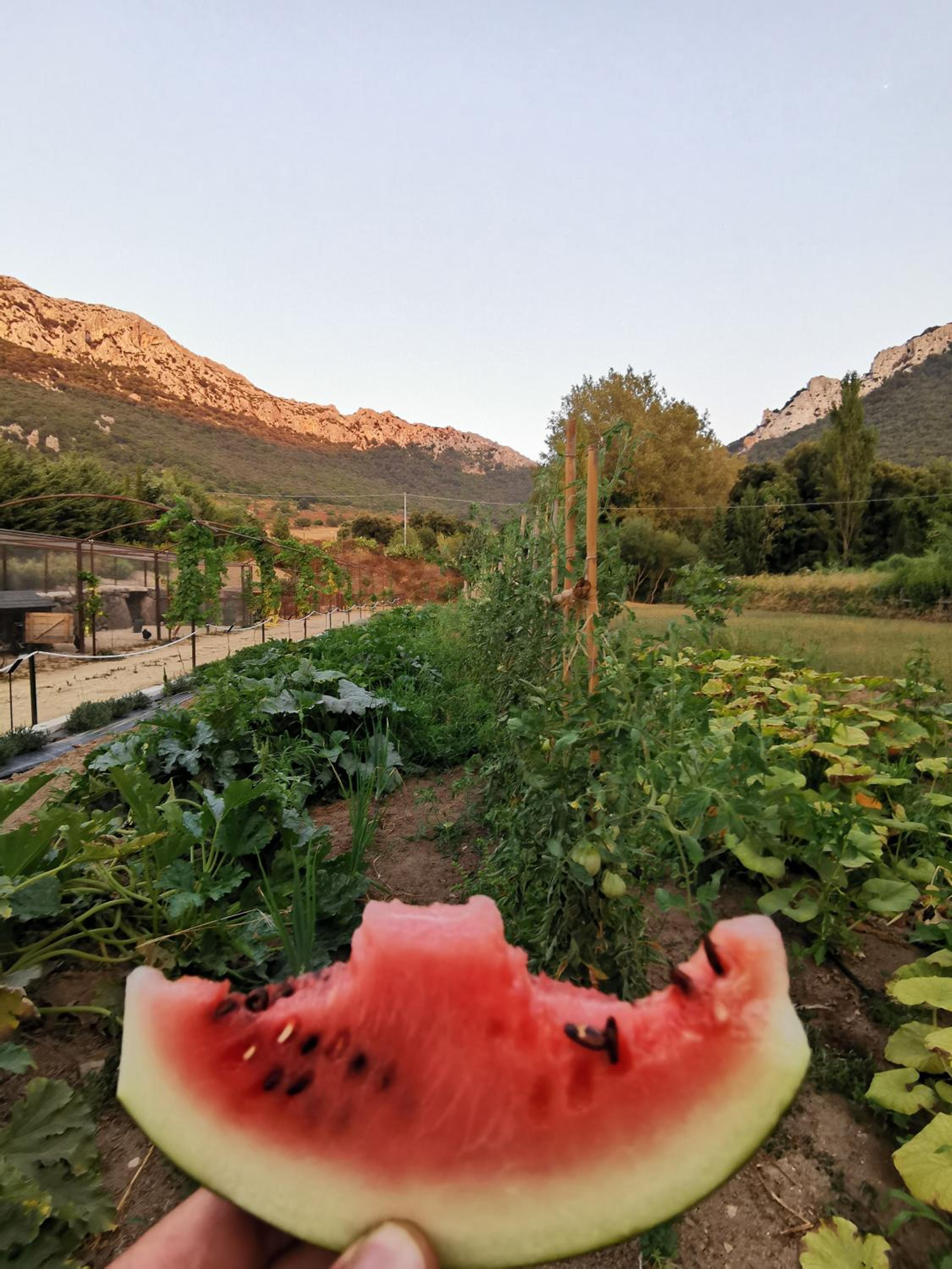Corbezzolo (Villa Capelvenere) photo 3