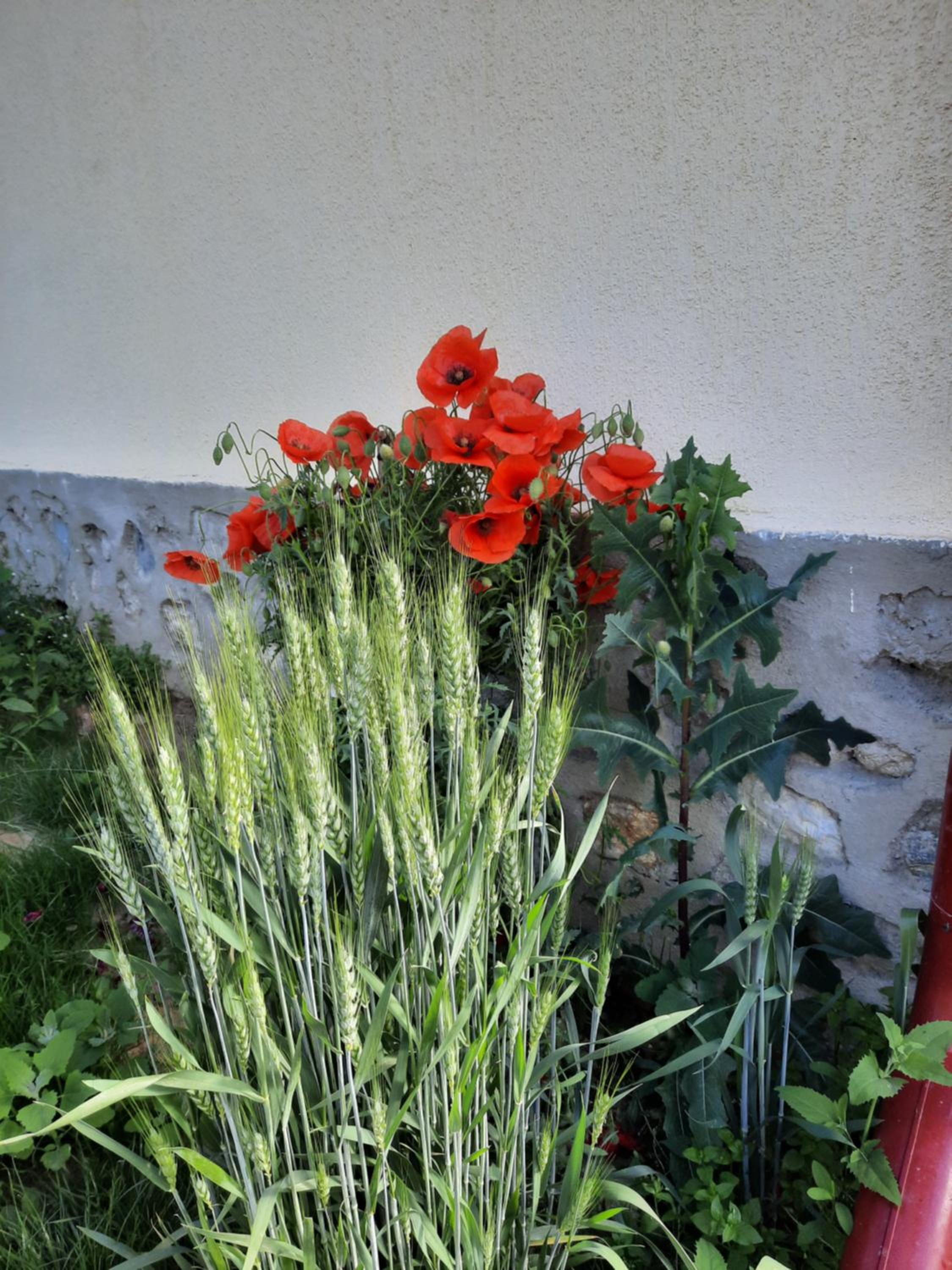Photo 42