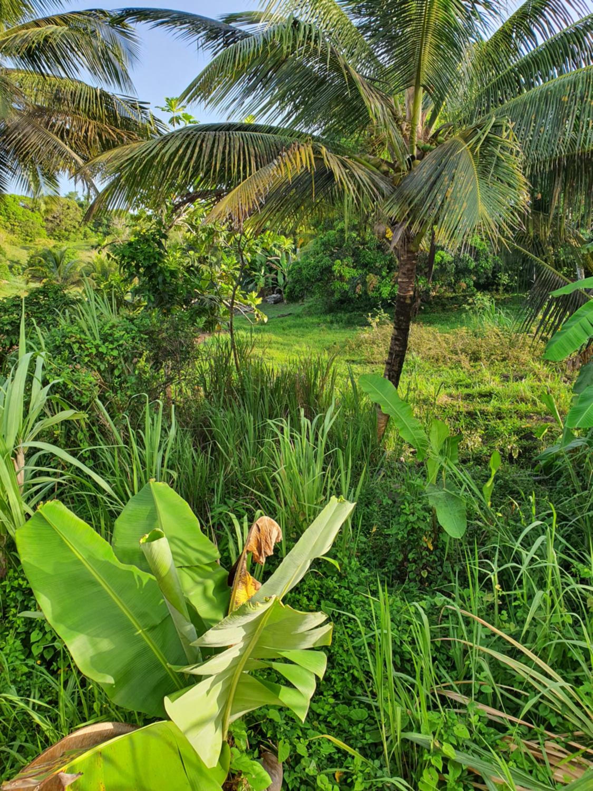 Maison de vacances Guadeloupe view 3
