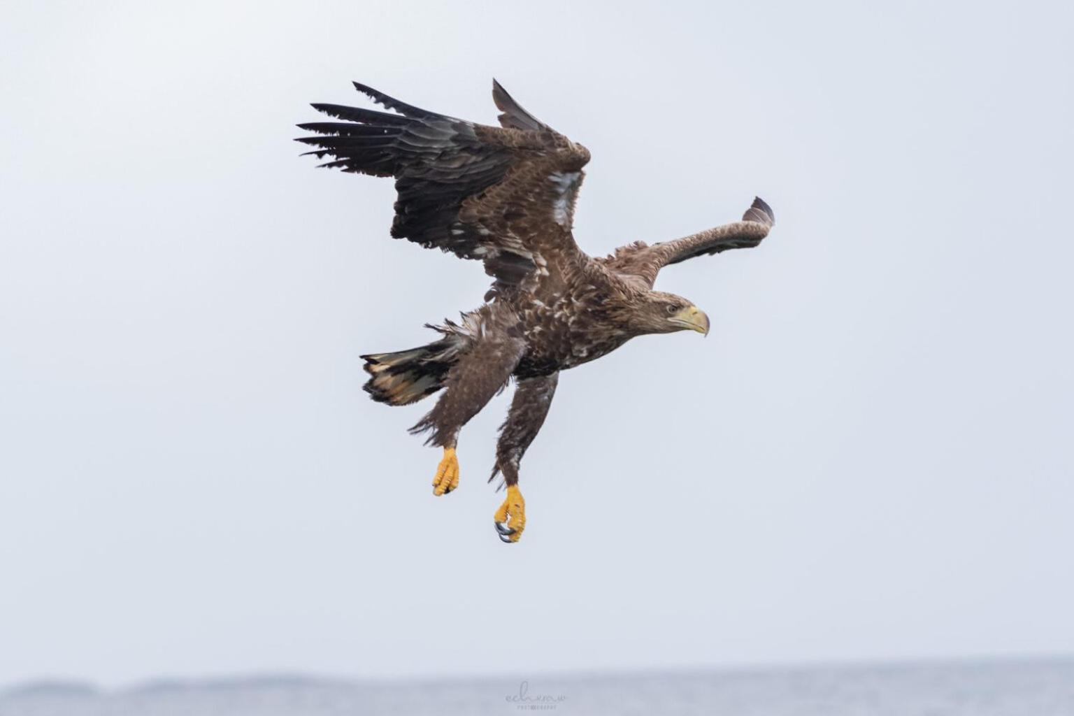 Eagle Panorama Lofoten view 4