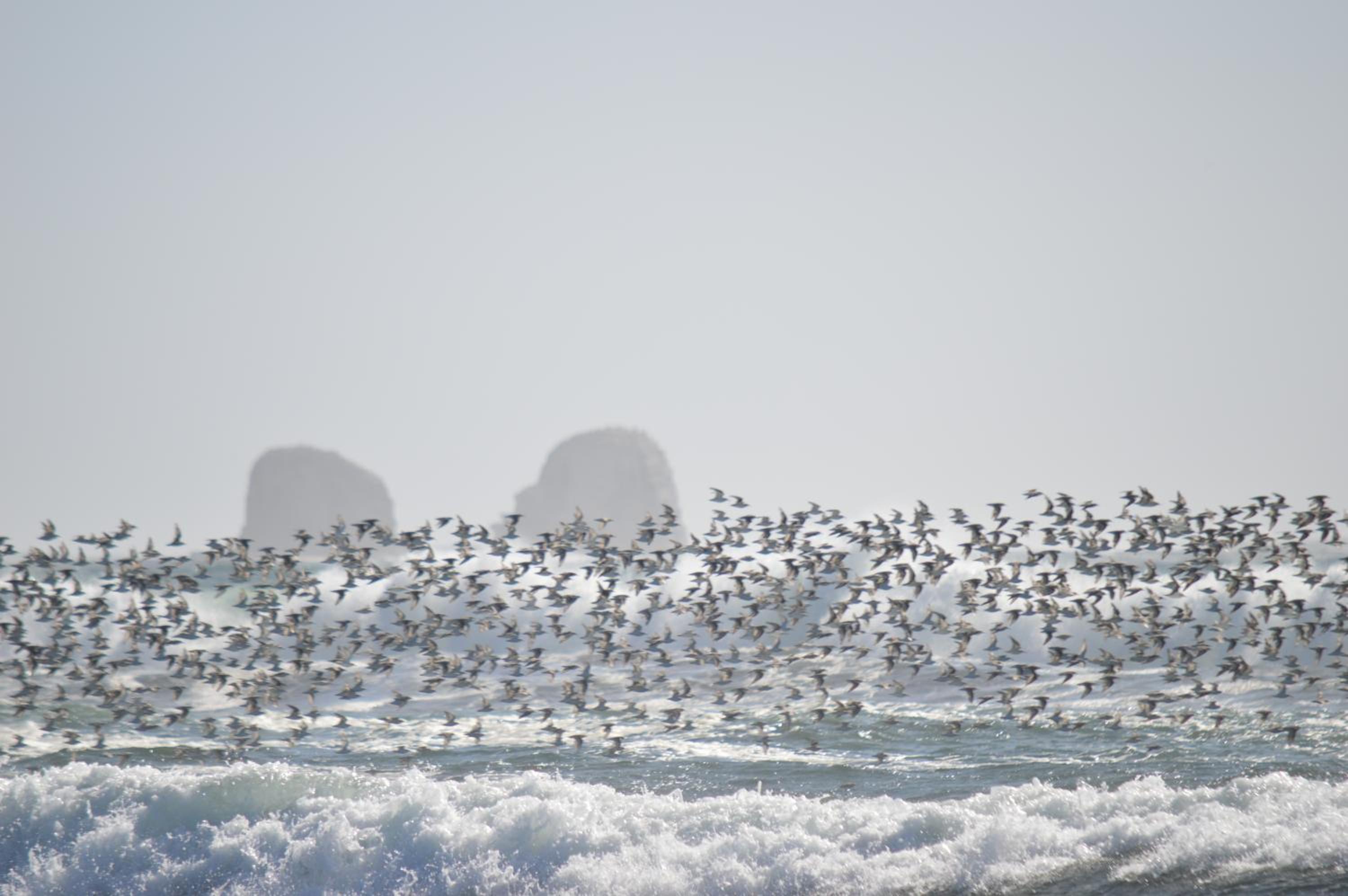 Esfera Pichilemu - Lodge