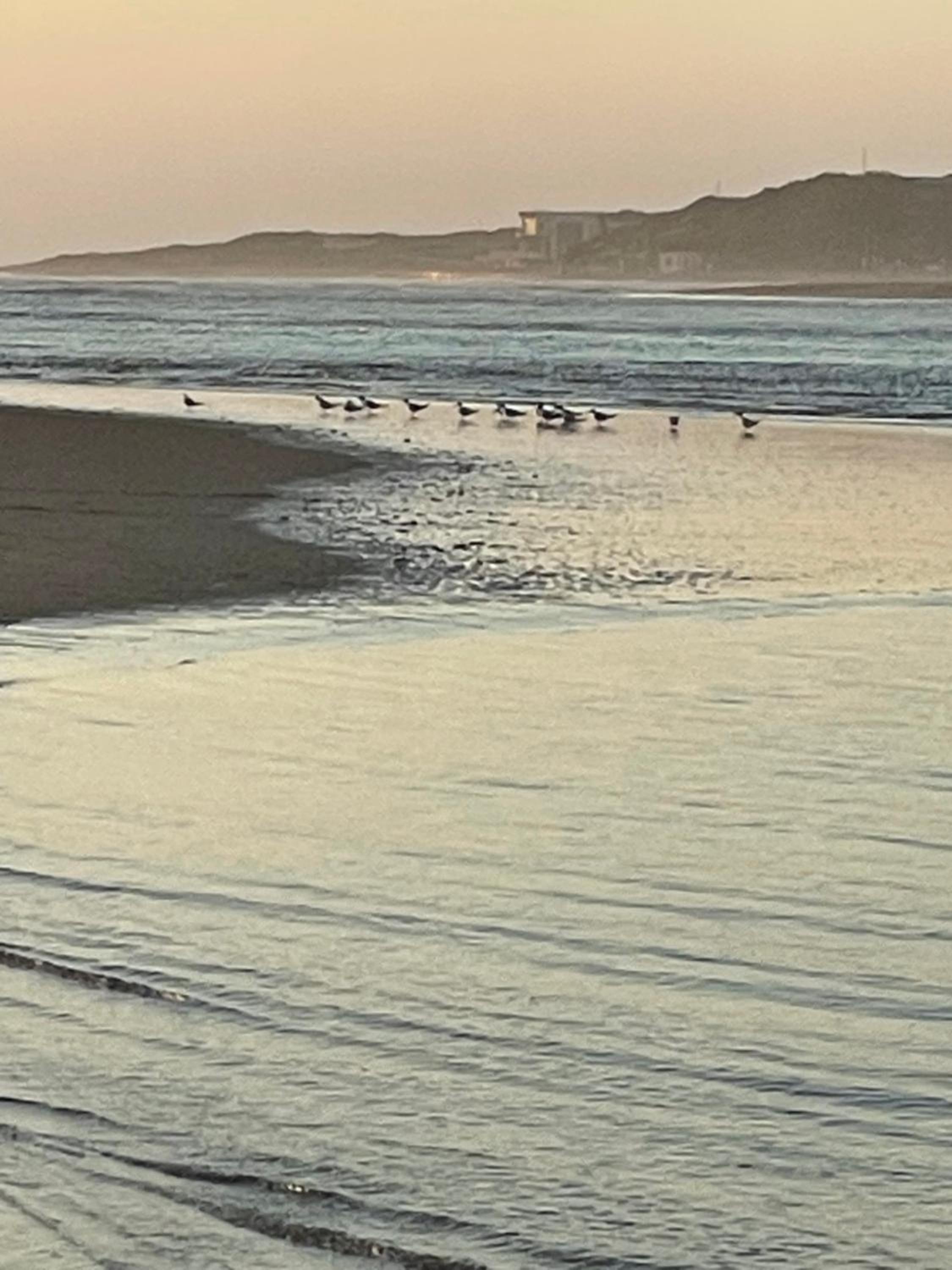 Gull's Stilbaai