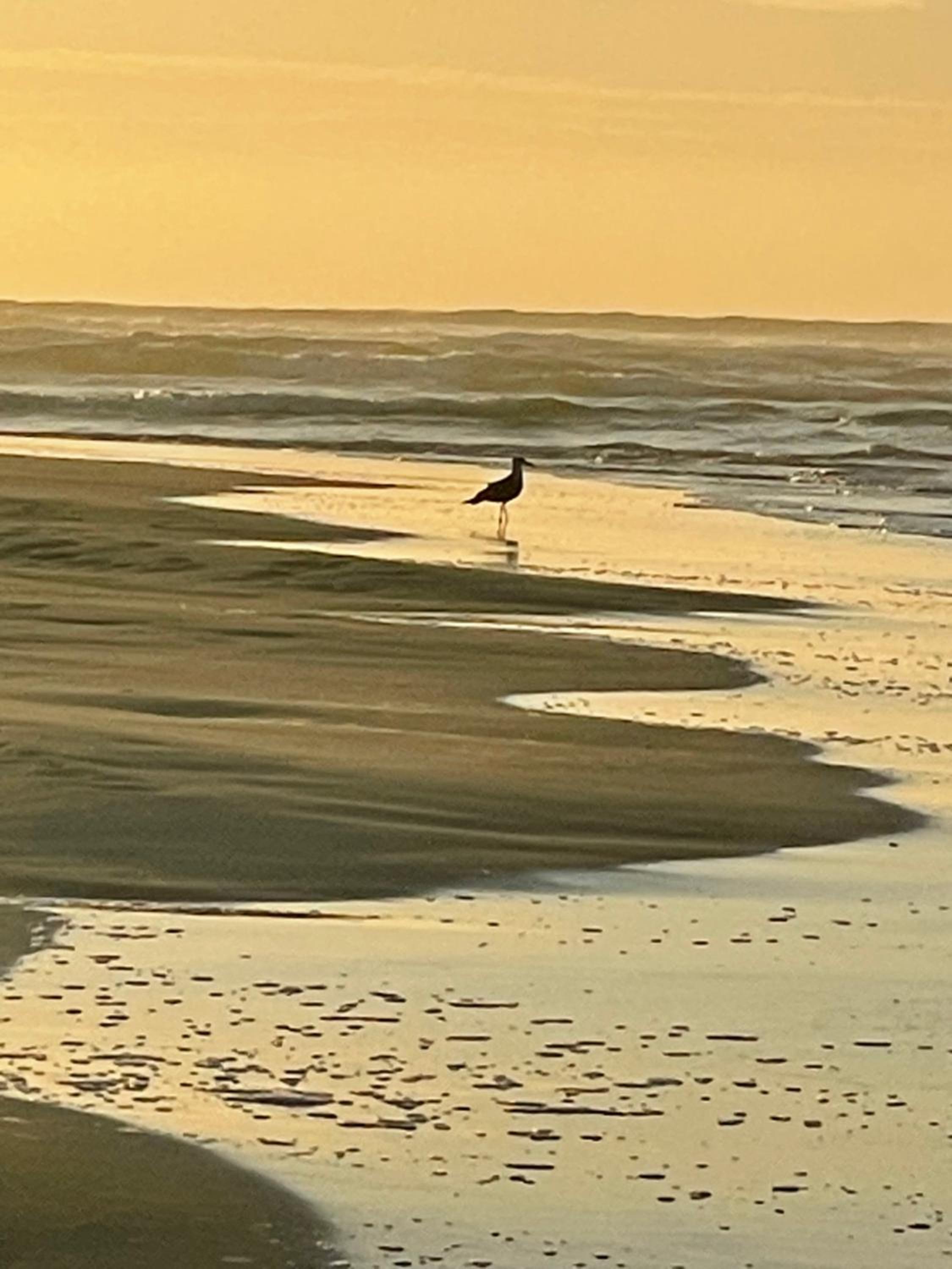 Gull's Stilbaai