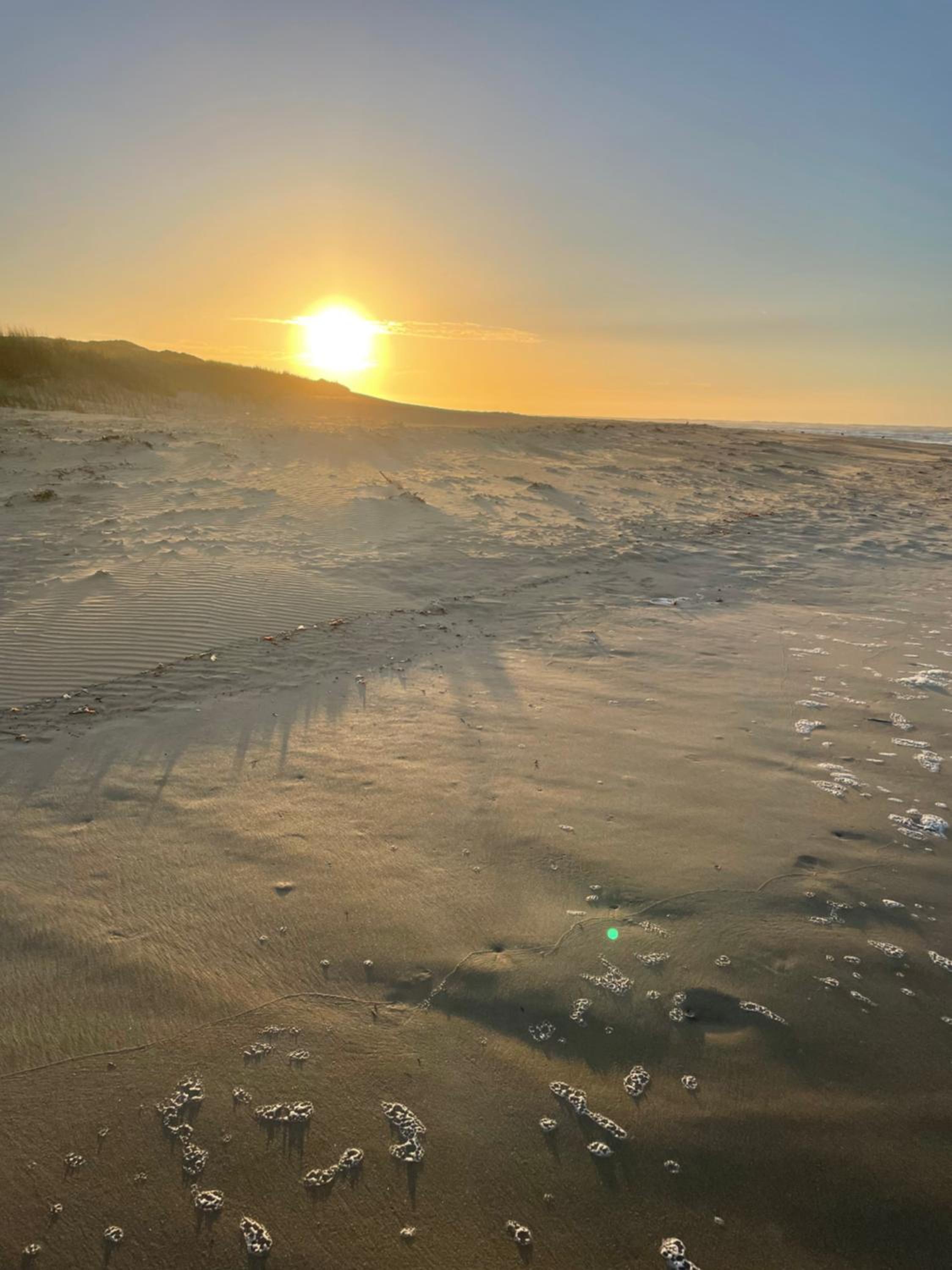 Gull's Stilbaai