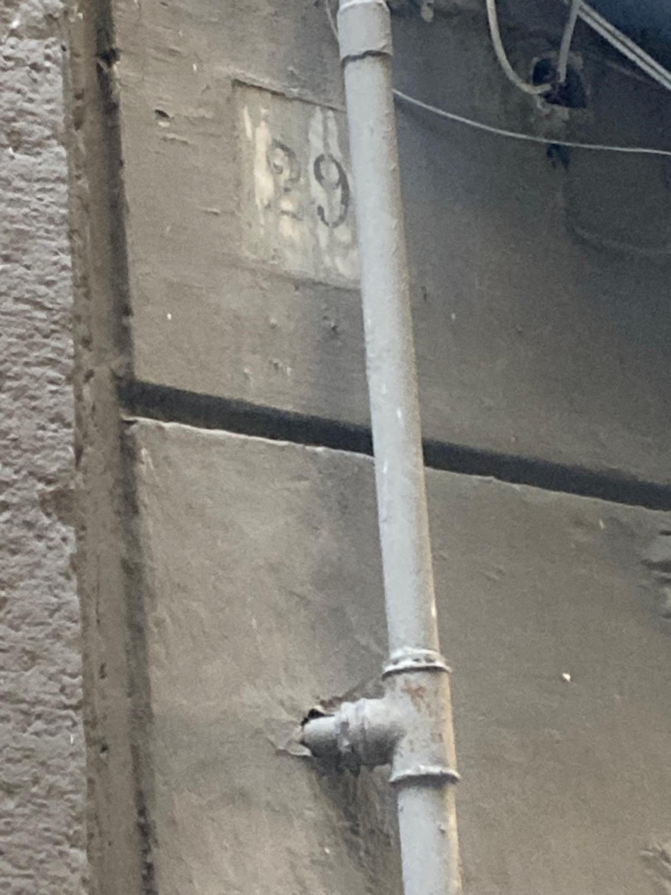 Zuccarella ''Zuccherino''nel cortile