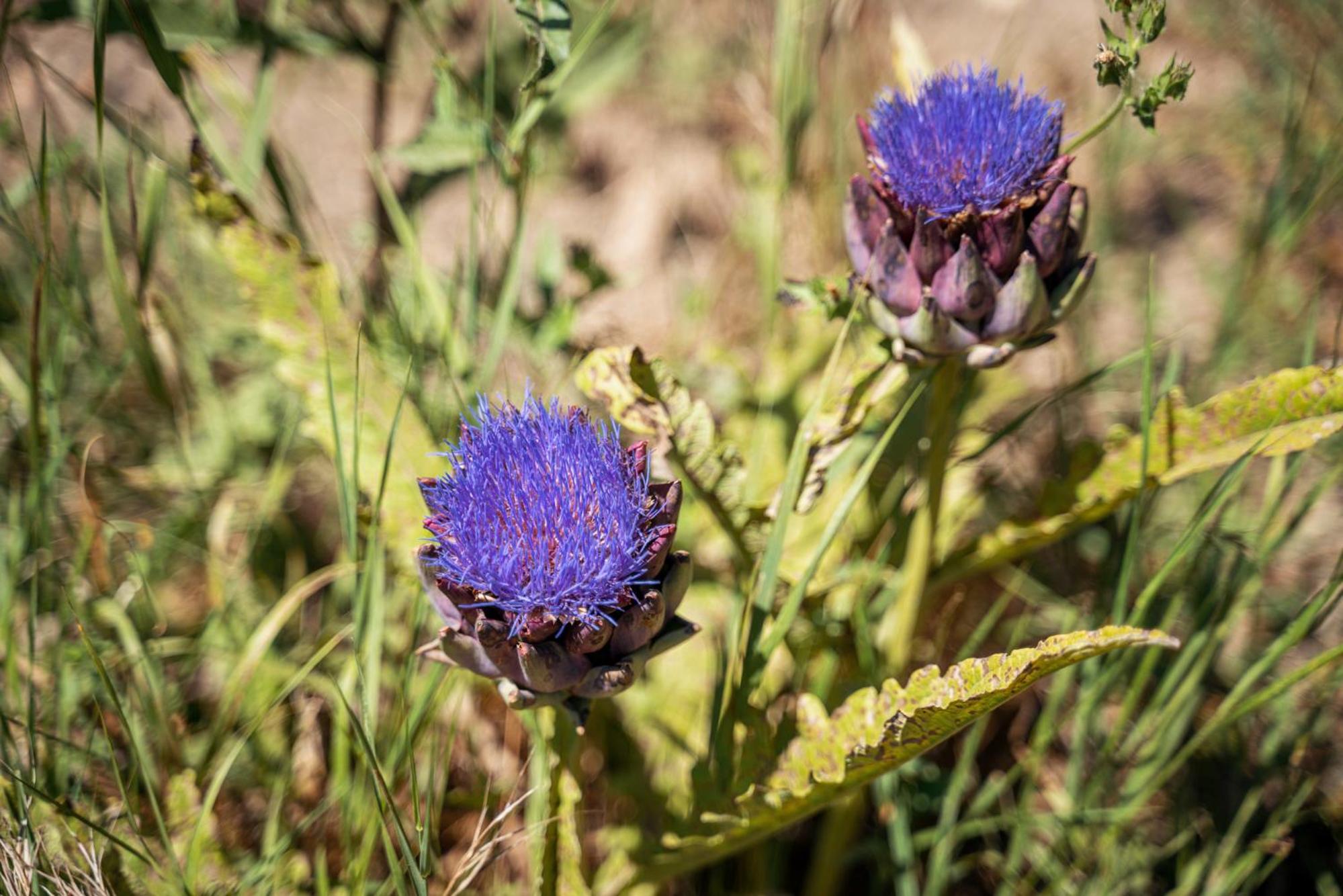 B&B Il Giardino di Gabri
