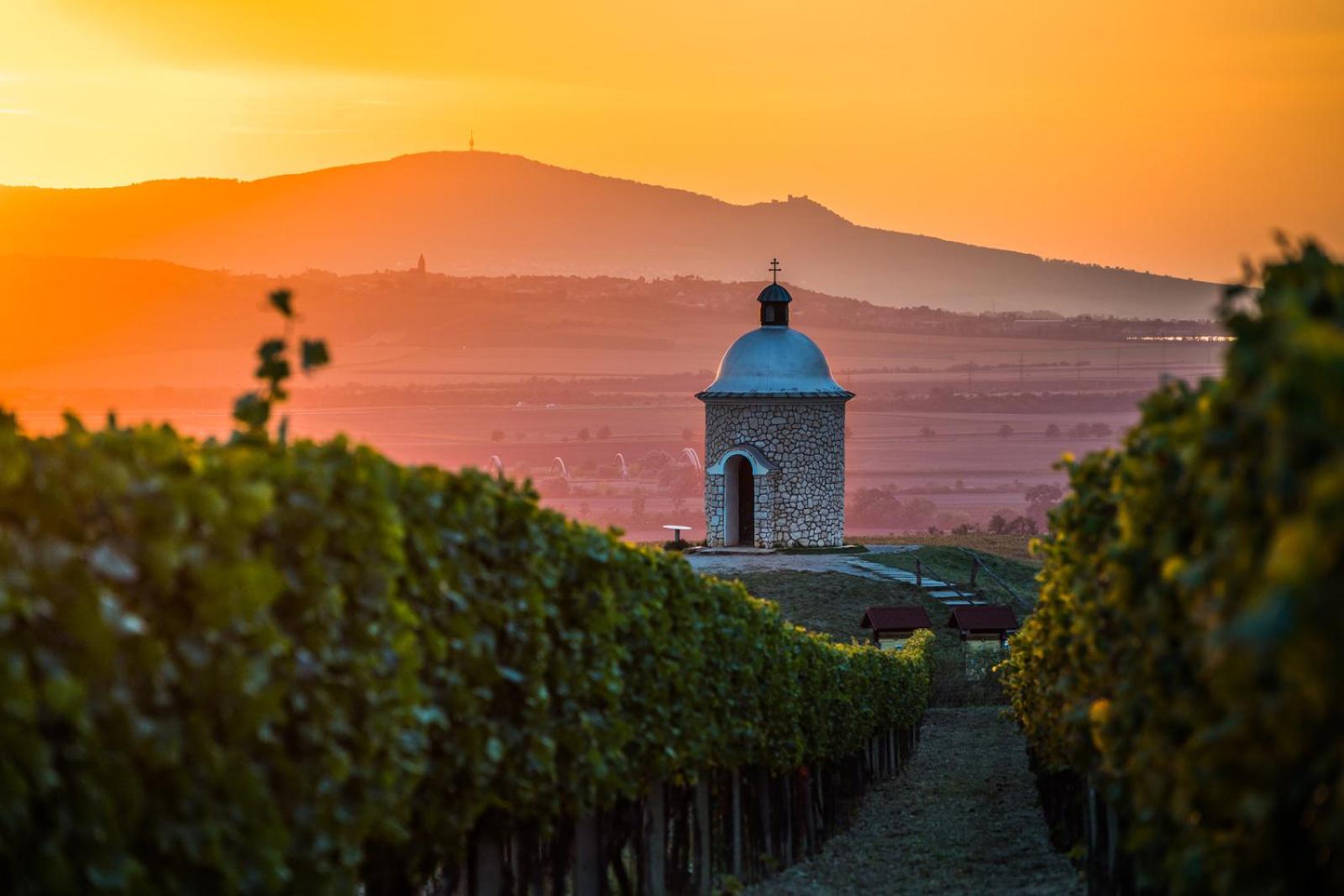 Vinoza - ubytování a vinný sklep Velké Bílovice Rulandová