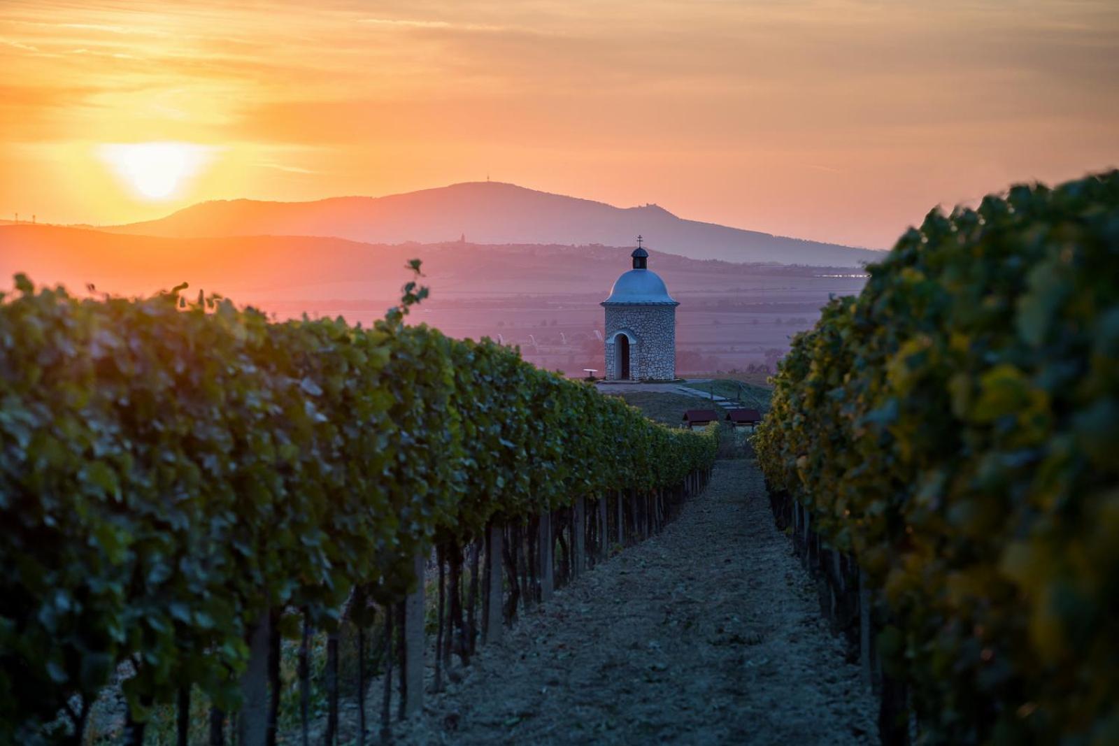 Vinoza - ubytování a vinný sklep Velké Bílovice Rulandová
