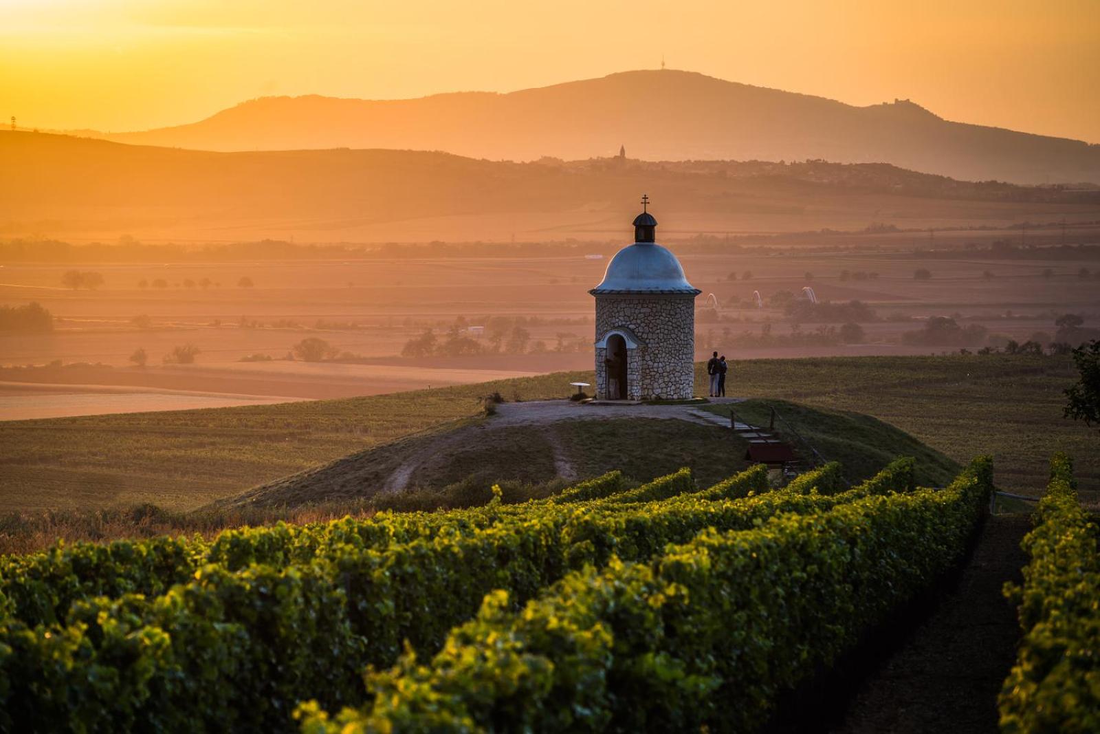 Vinoza - ubytování a vinný sklep Velké Bílovice Rulandová