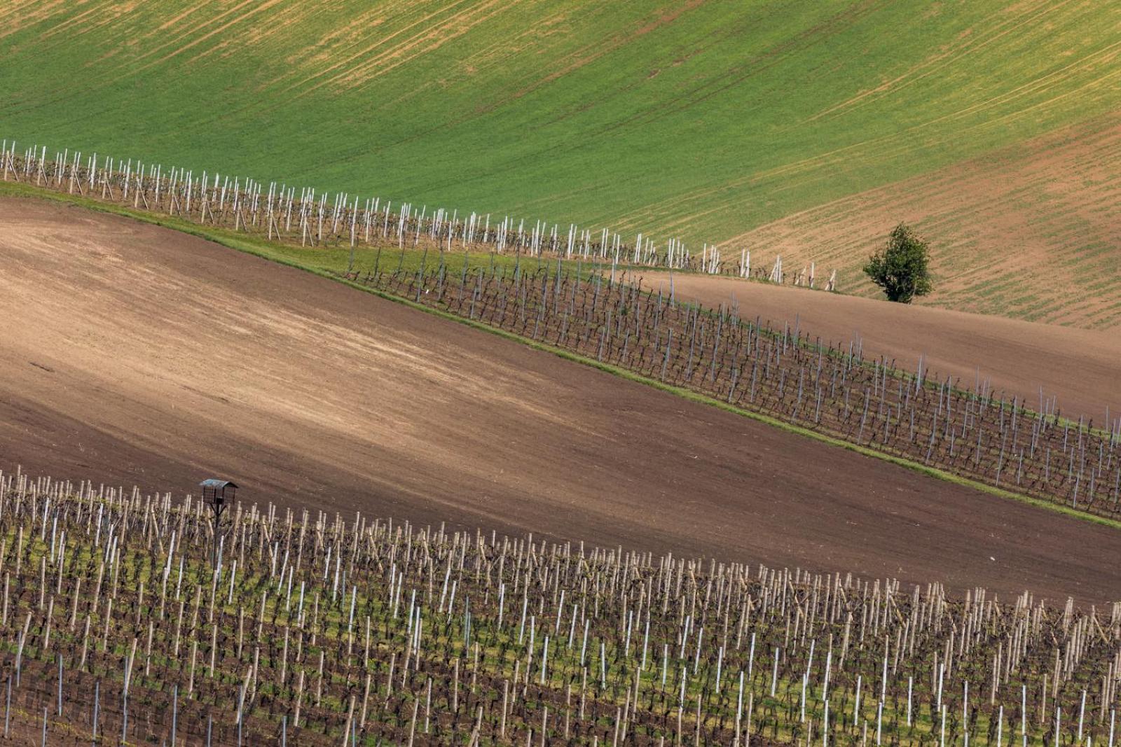 Vinoza - ubytování a vinný sklep Velké Bílovice Rulandová