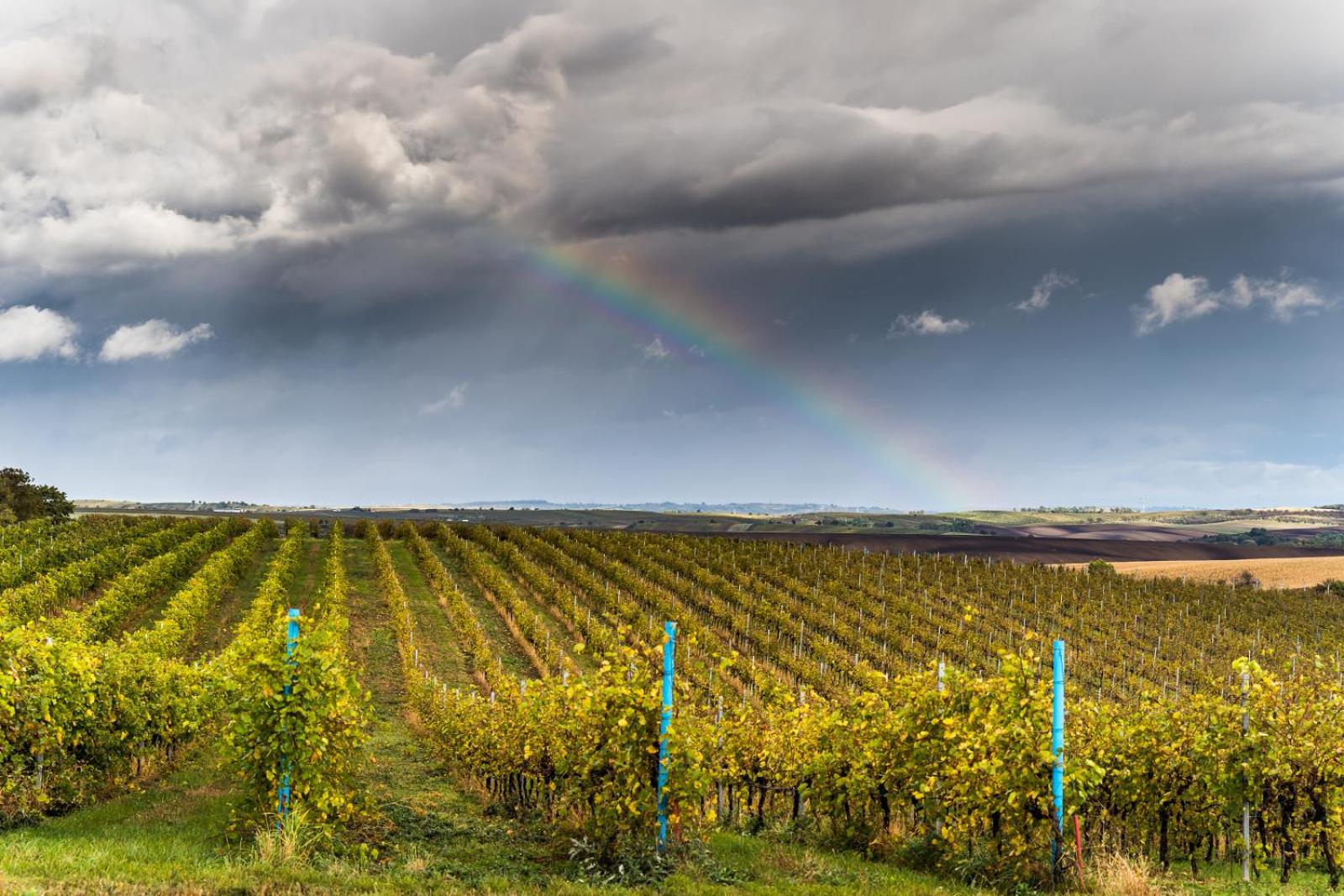 Vinoza - ubytování a vinný sklep Velké Bílovice Rulandová