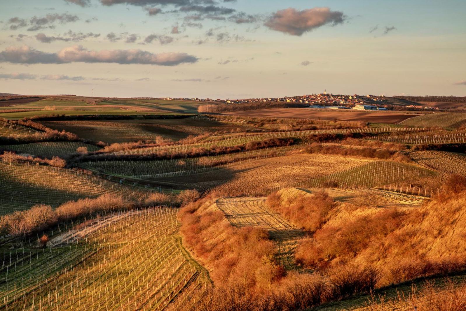 Vinoza - ubytování a vinný sklep Velké Bílovice Rulandová