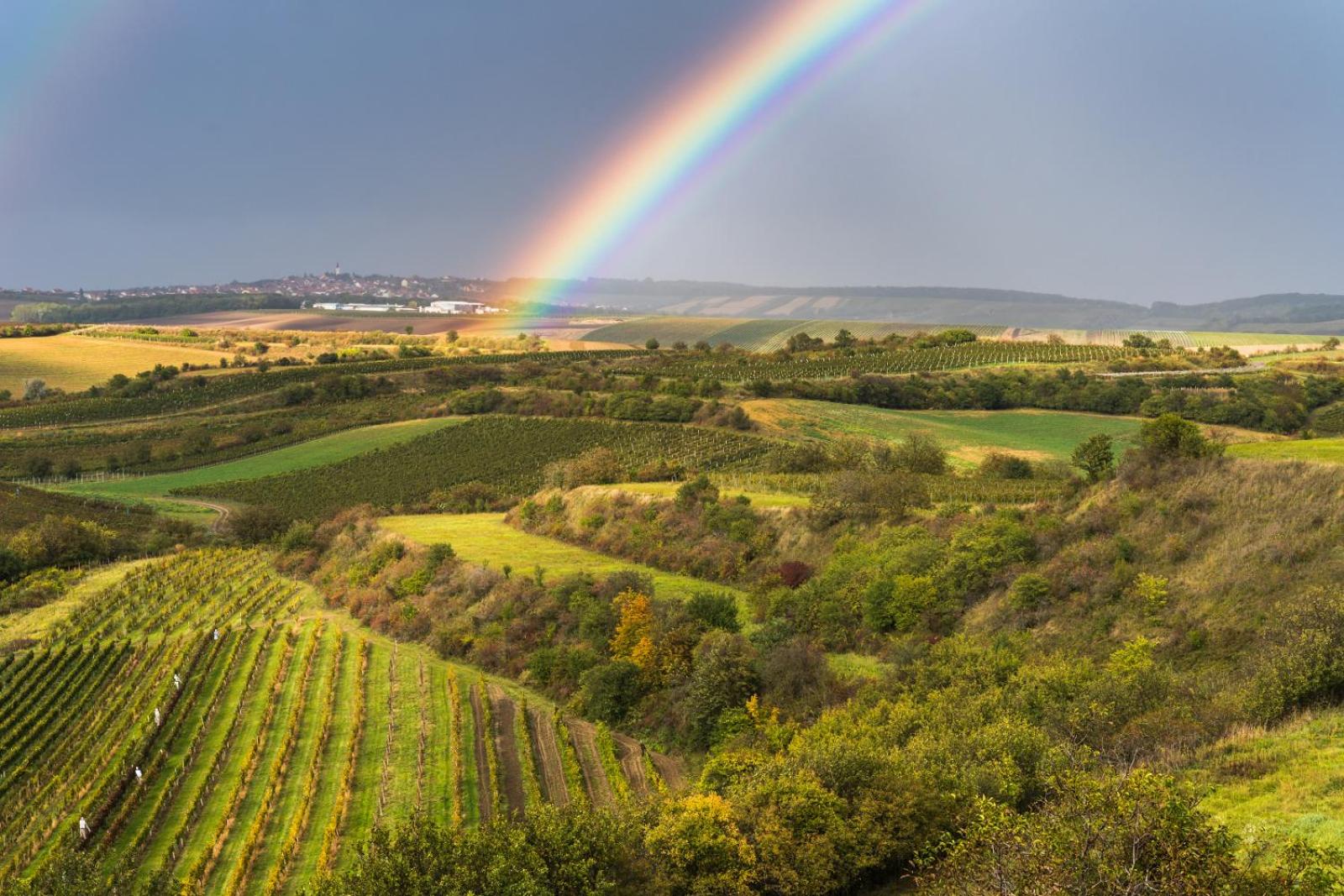 Vinoza - ubytování a vinný sklep Velké Bílovice Rulandová