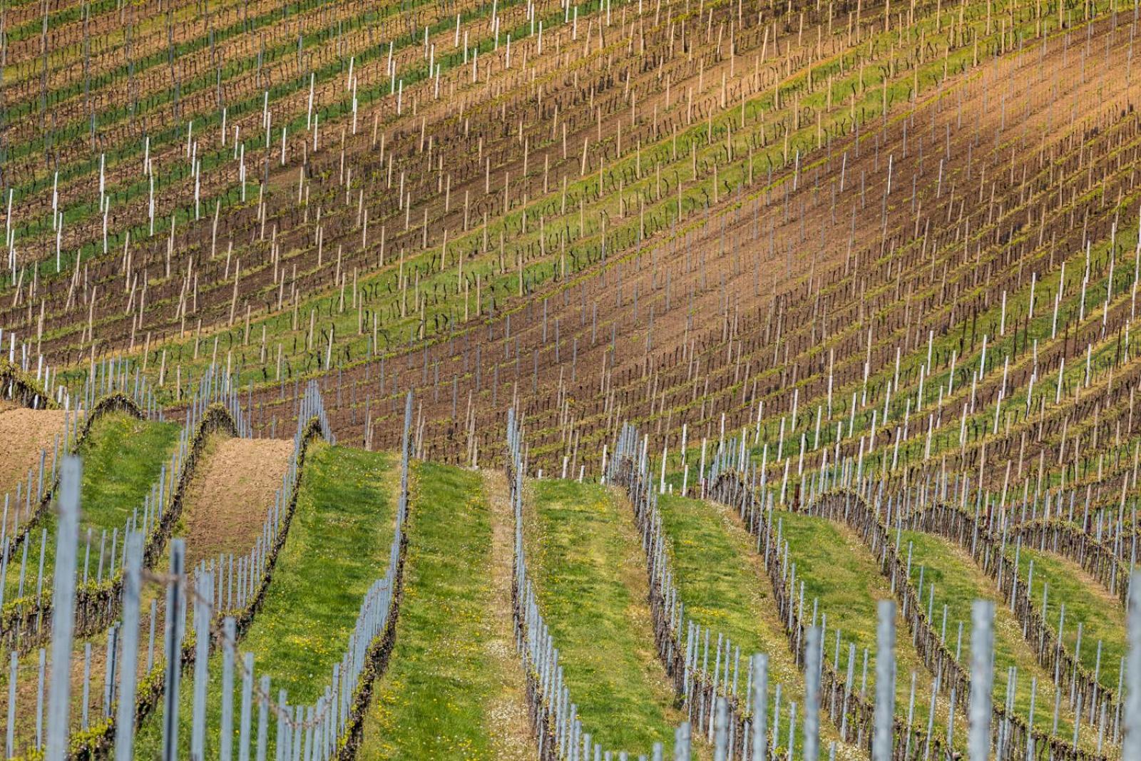Vinoza - ubytování a vinný sklep Velké Bílovice Rulandová