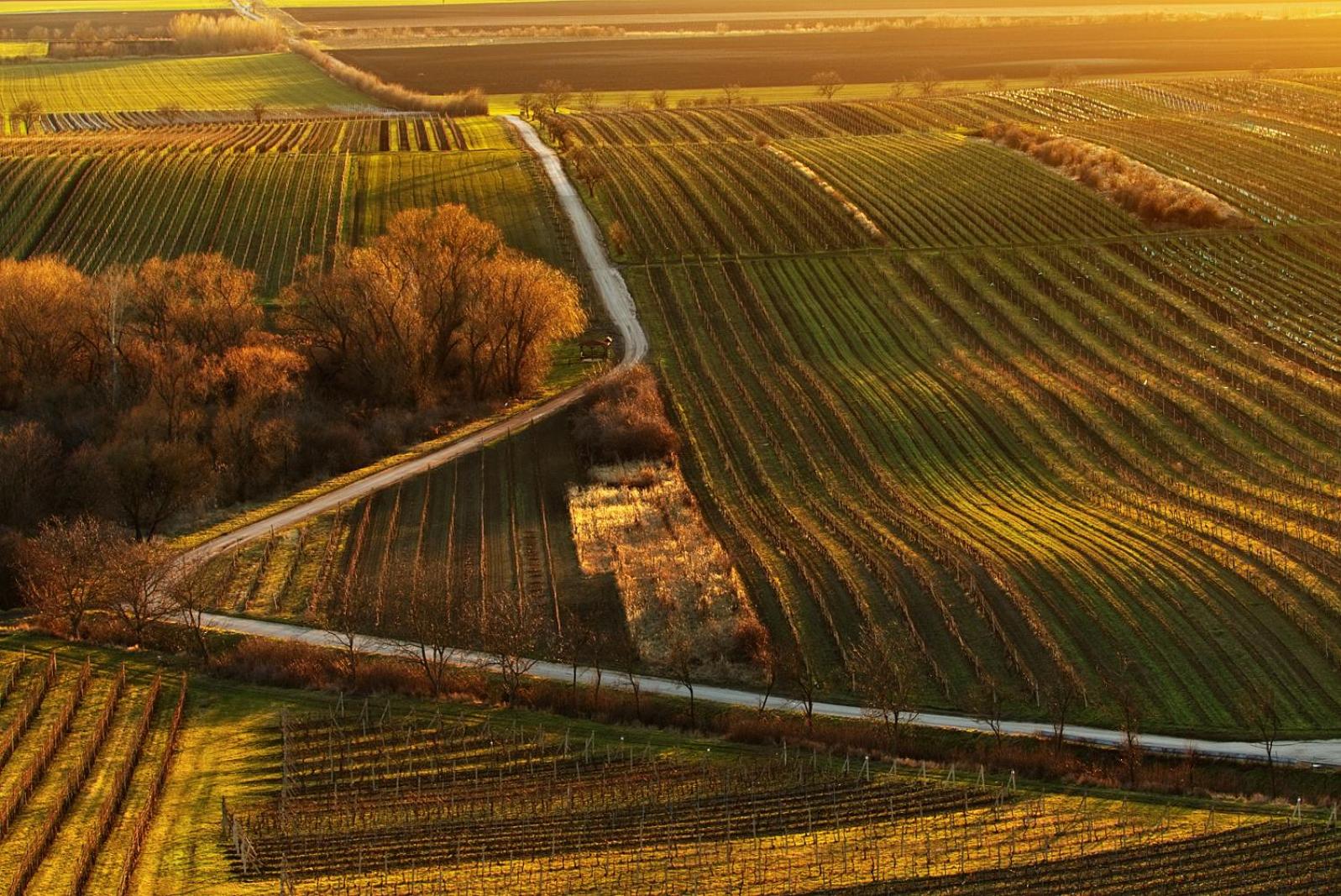 Vinoza - ubytování a vinný sklep Velké Bílovice Rulandová