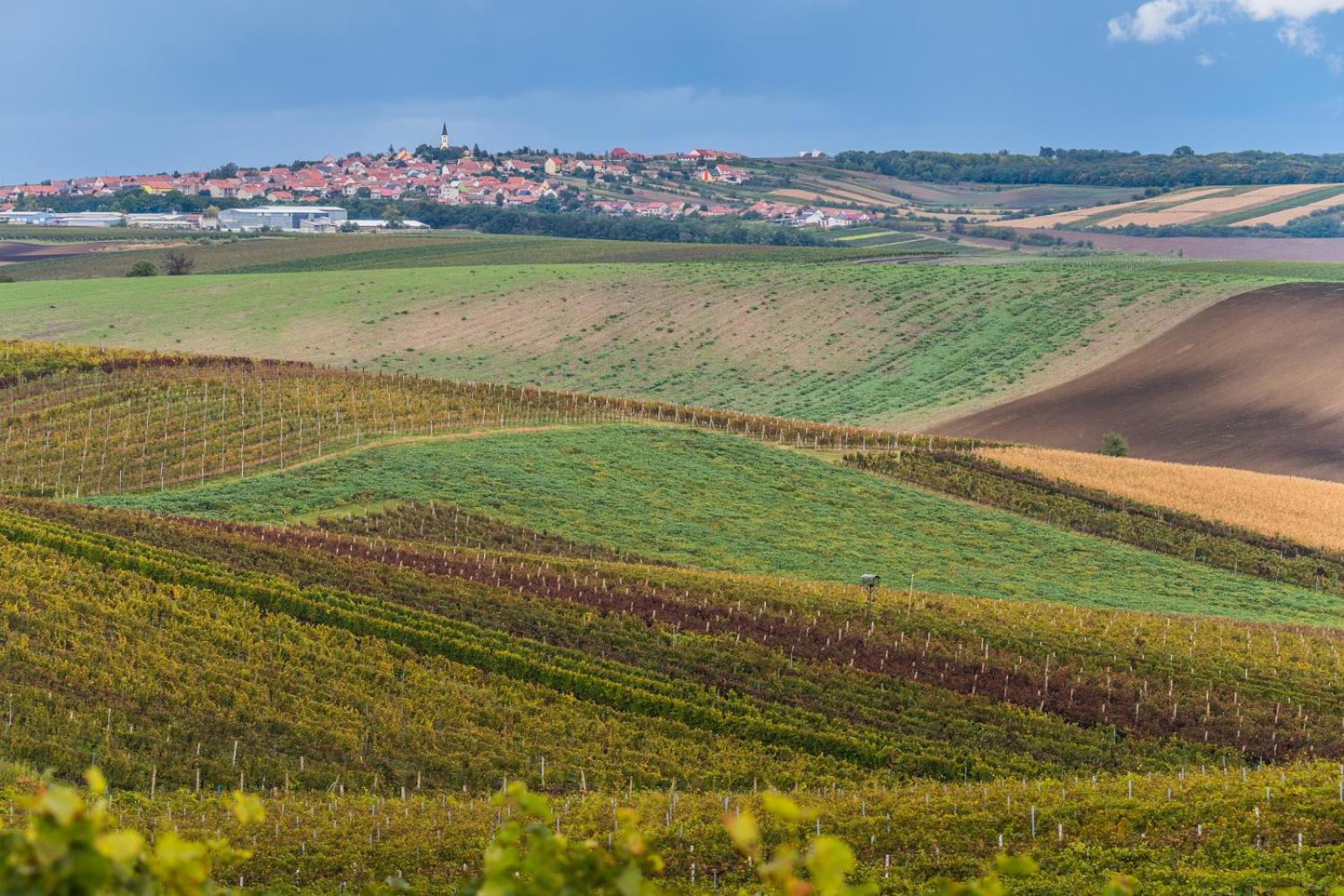 Vinoza - ubytování a vinný sklep Velké Bílovice Rulandová