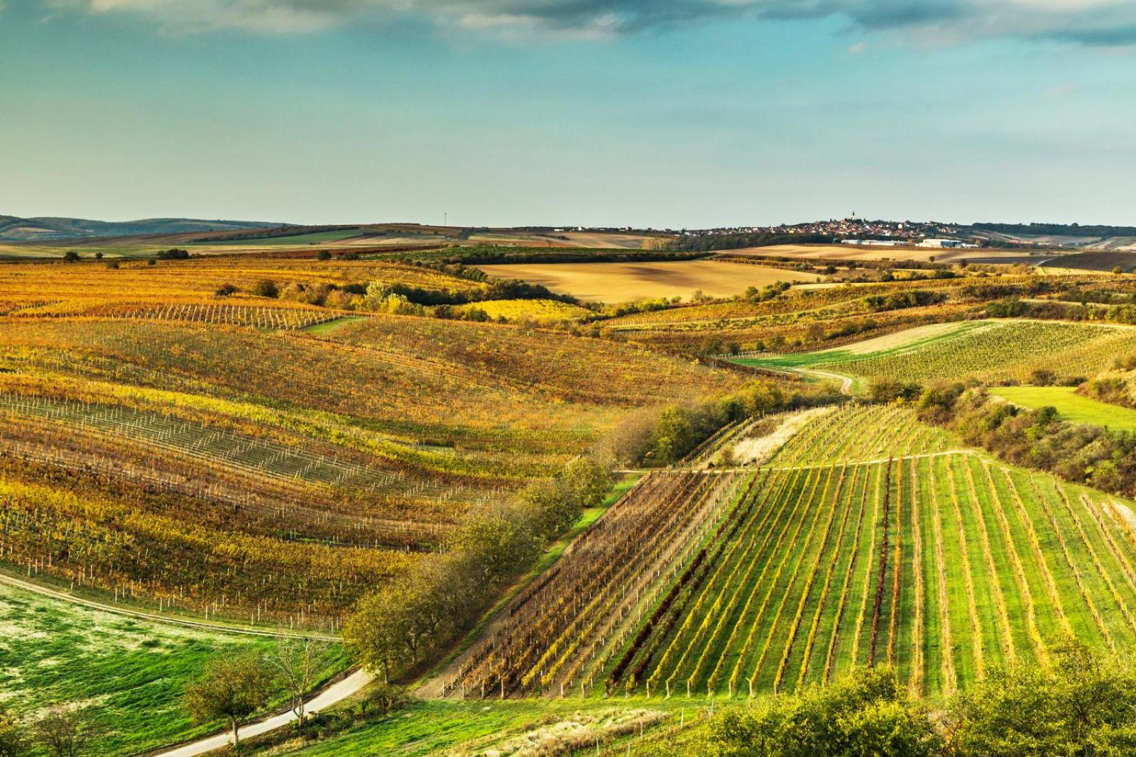 Vinoza - ubytování a vinný sklep Velké Bílovice Rulandová