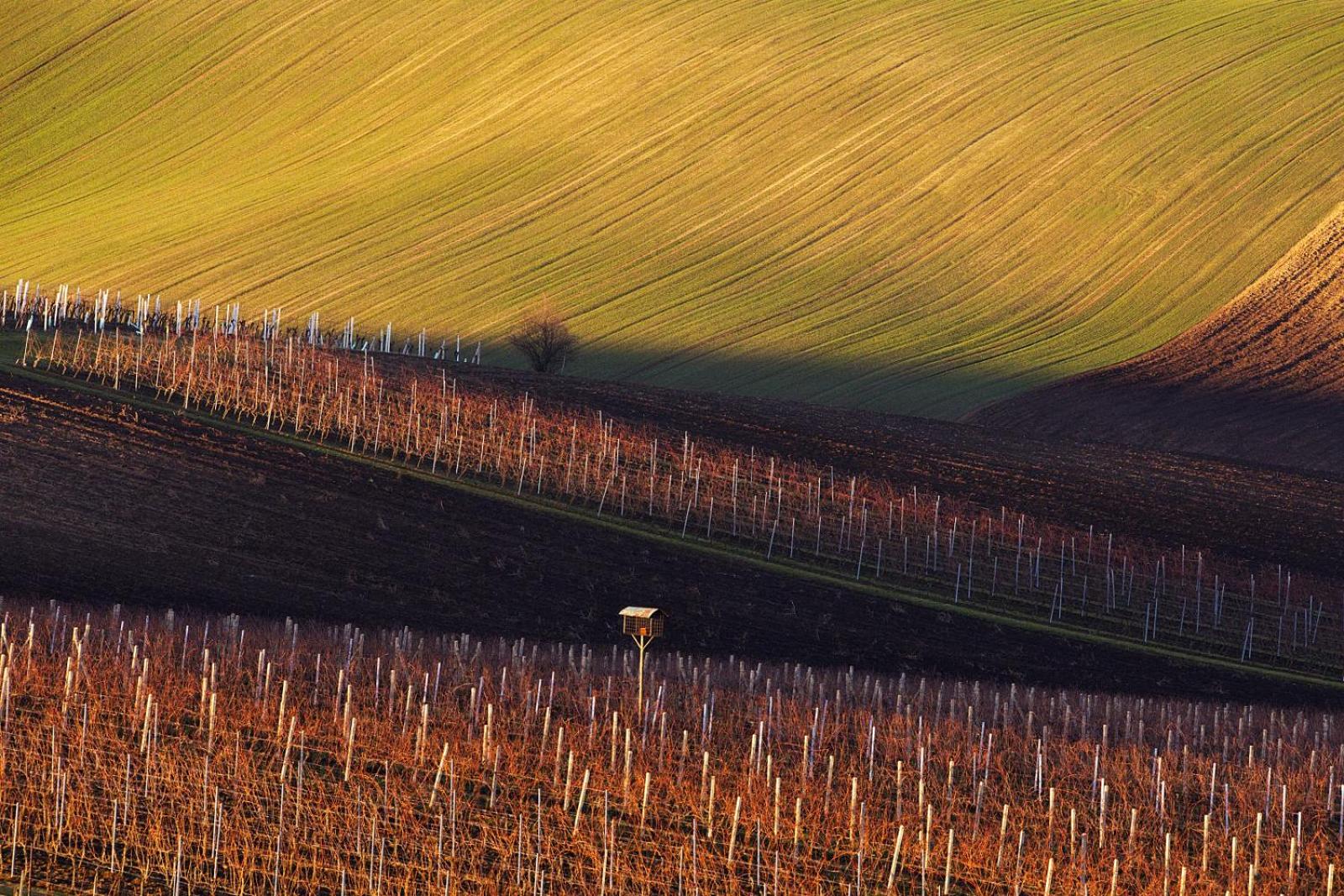 Vinoza - ubytování a vinný sklep Velké Bílovice Rulandová