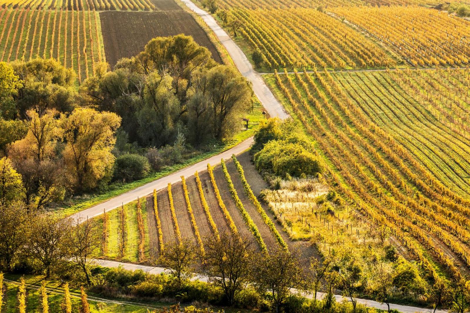 Vinoza - ubytování a vinný sklep Velké Bílovice Rulandová