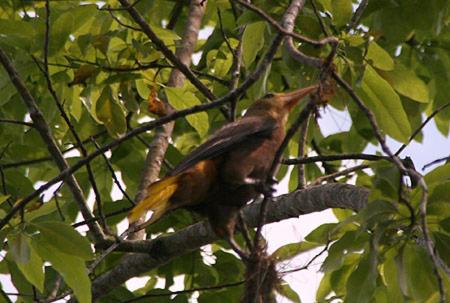 Homestay Oropendola tambopata