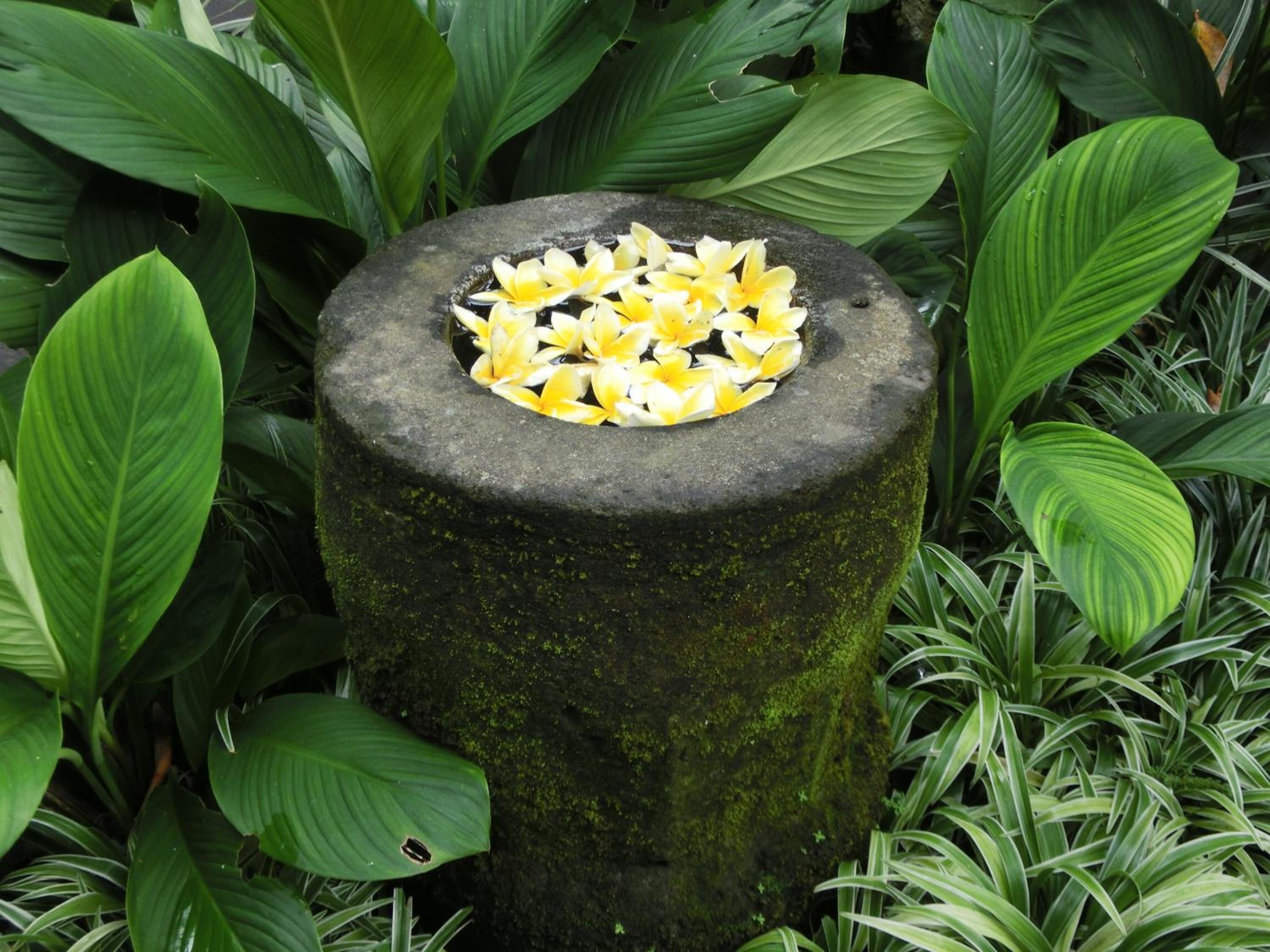 Latugu Homestay Ubud view 3