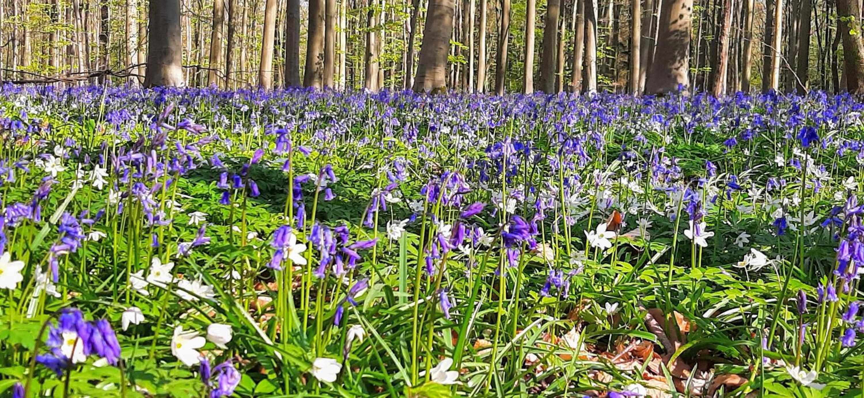Hallerbos B&B in Bluebell Forest