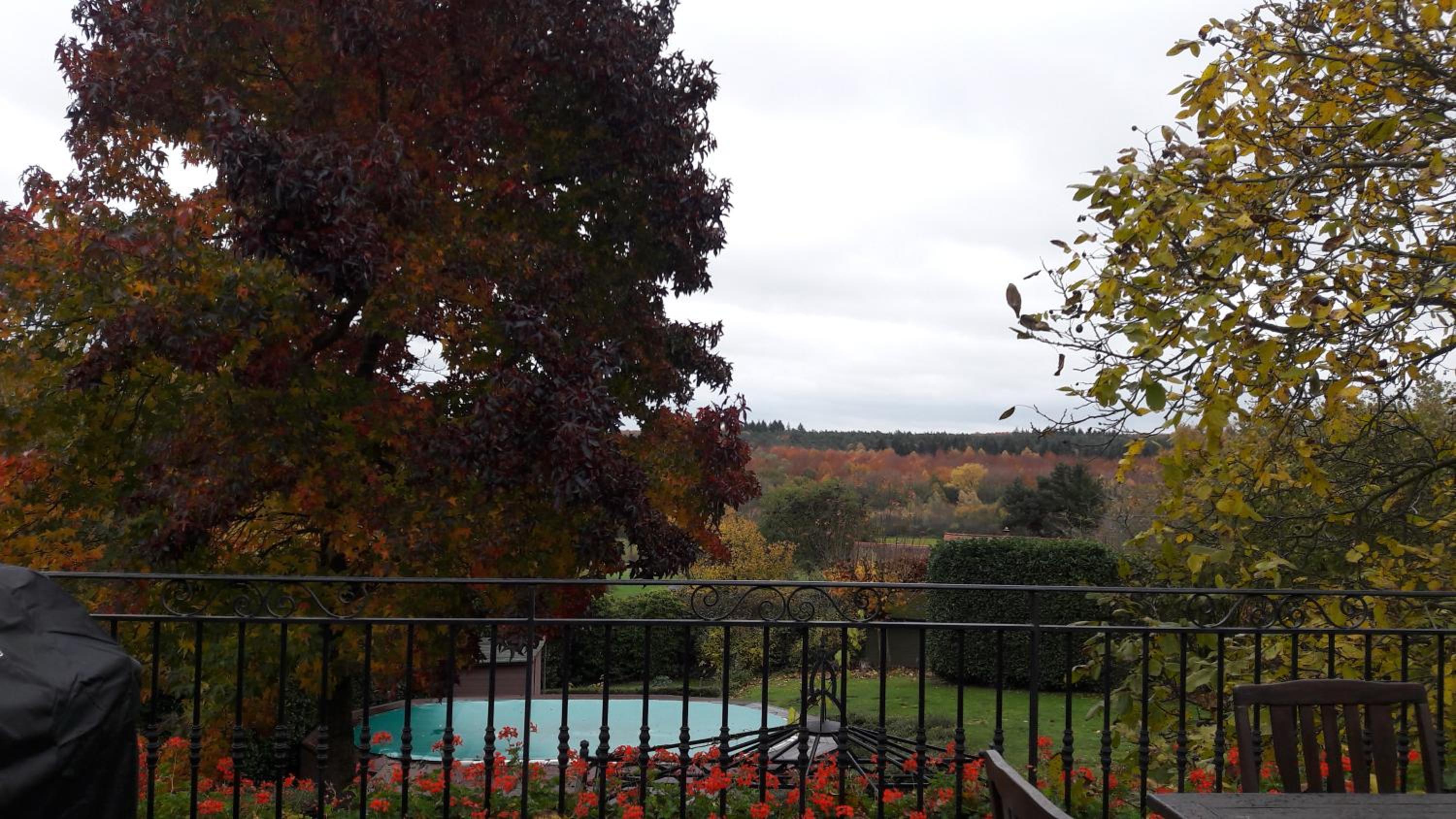 Hallerbos B&B in Bluebell Forest