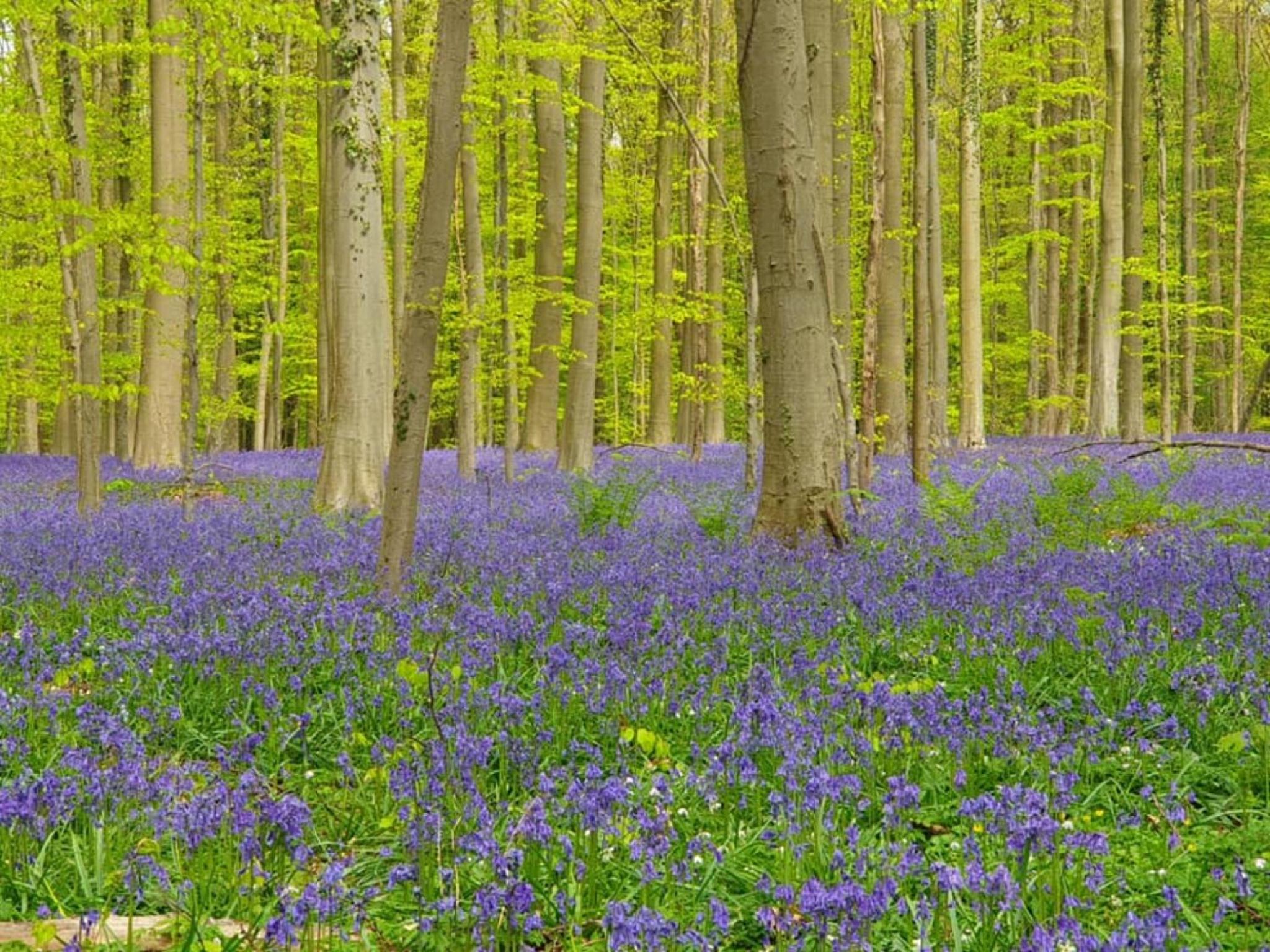 Hallerbos B&B in Bluebell Forest