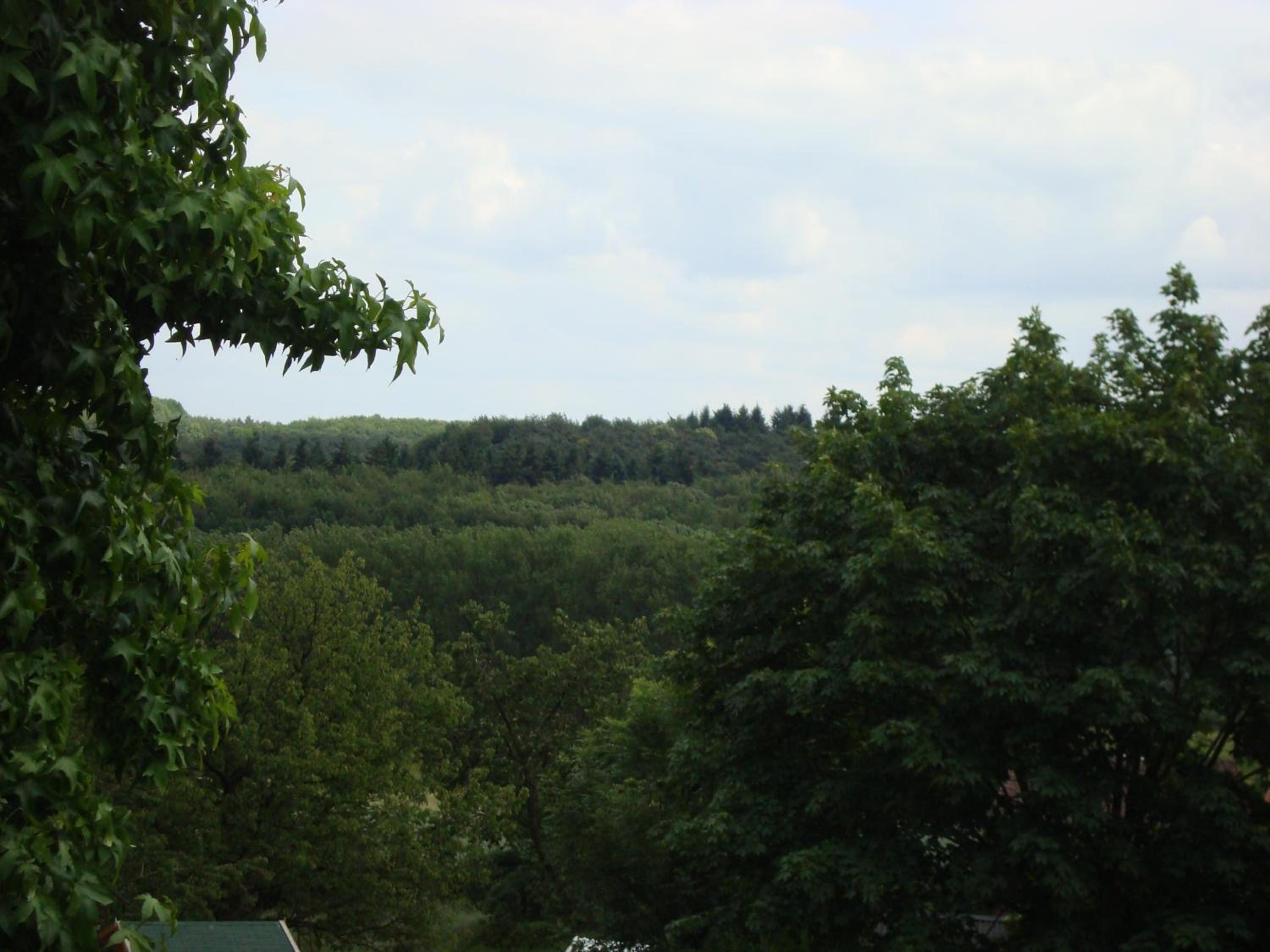 Hallerbos B&B in Bluebell Forest