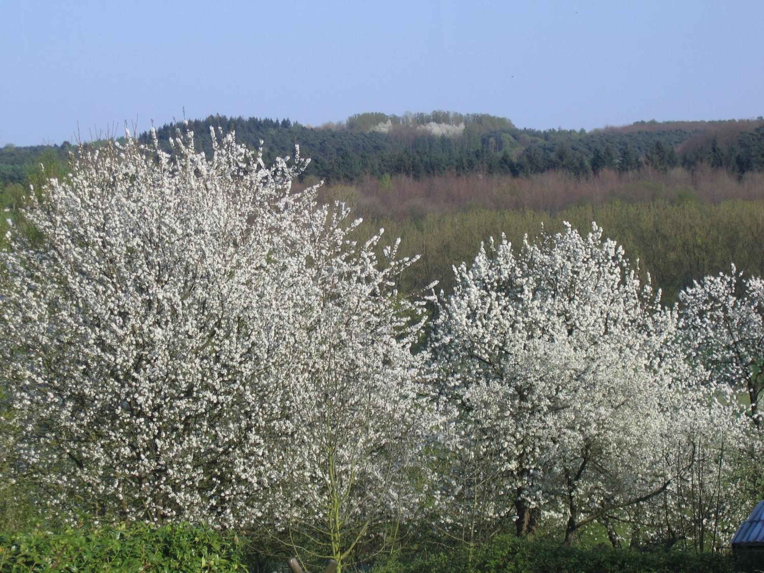 Hallerbos B&B in Bluebell Forest