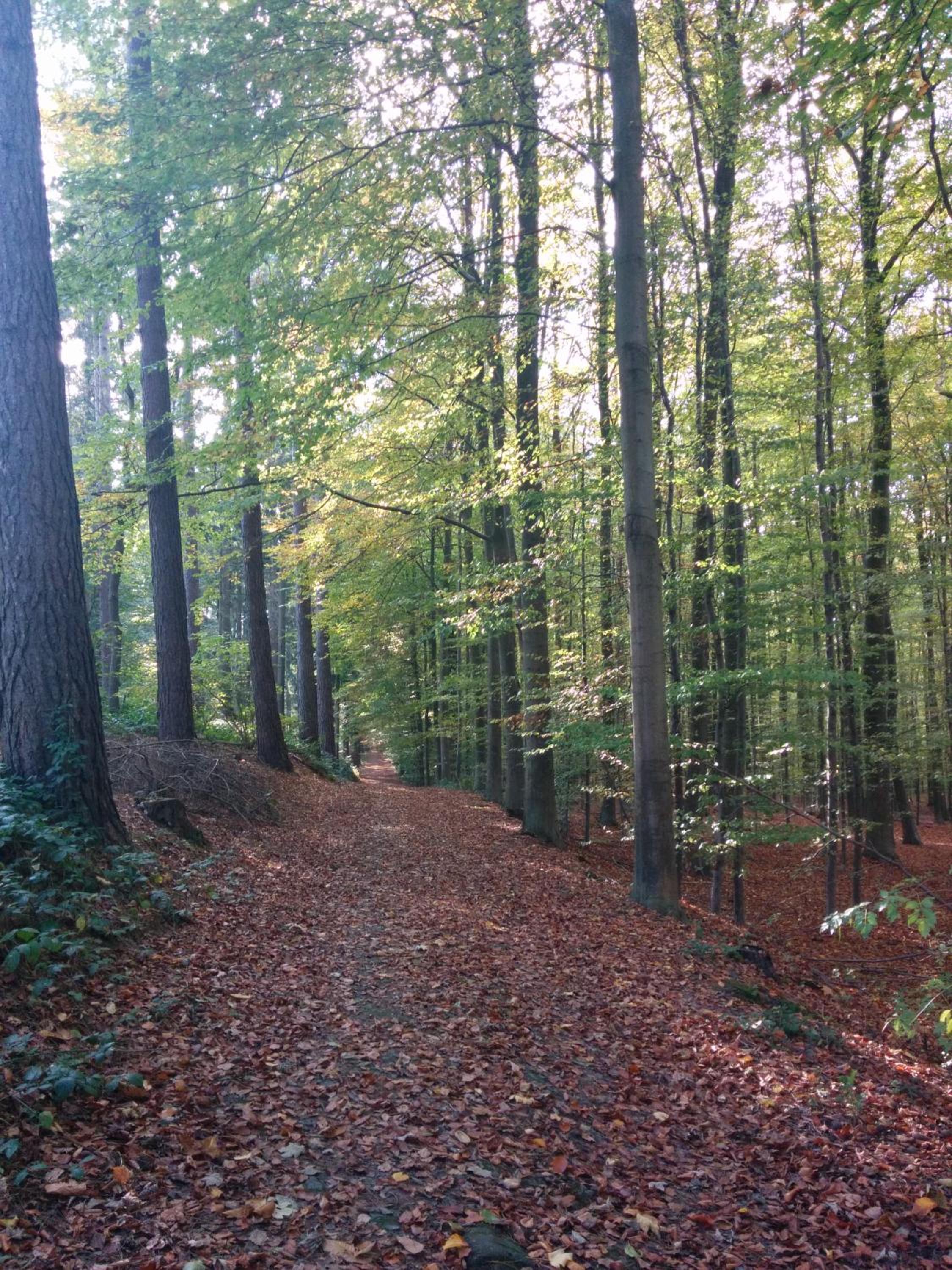 Hallerbos B&B in Bluebell Forest