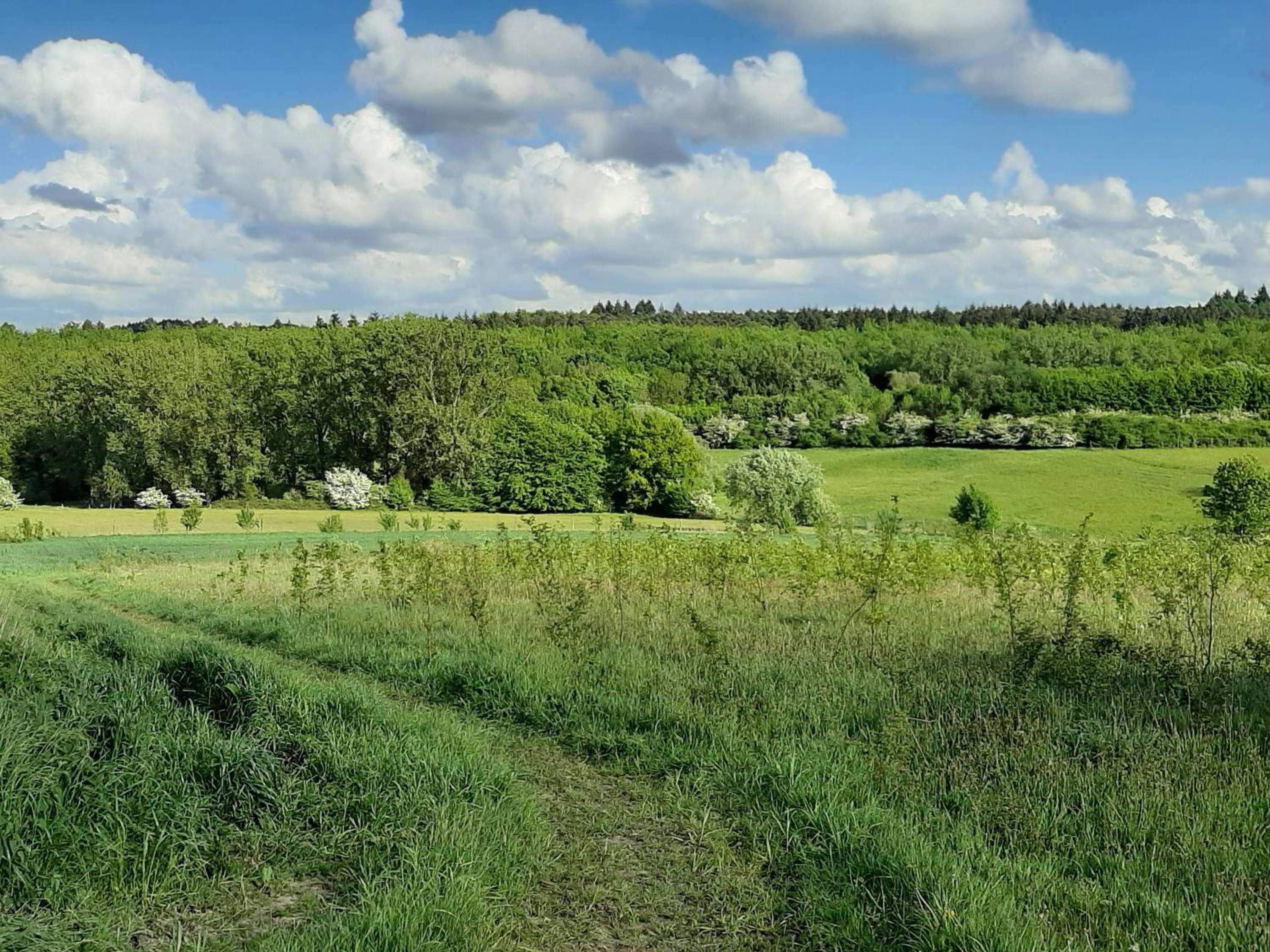 Hallerbos B&B in Bluebell Forest