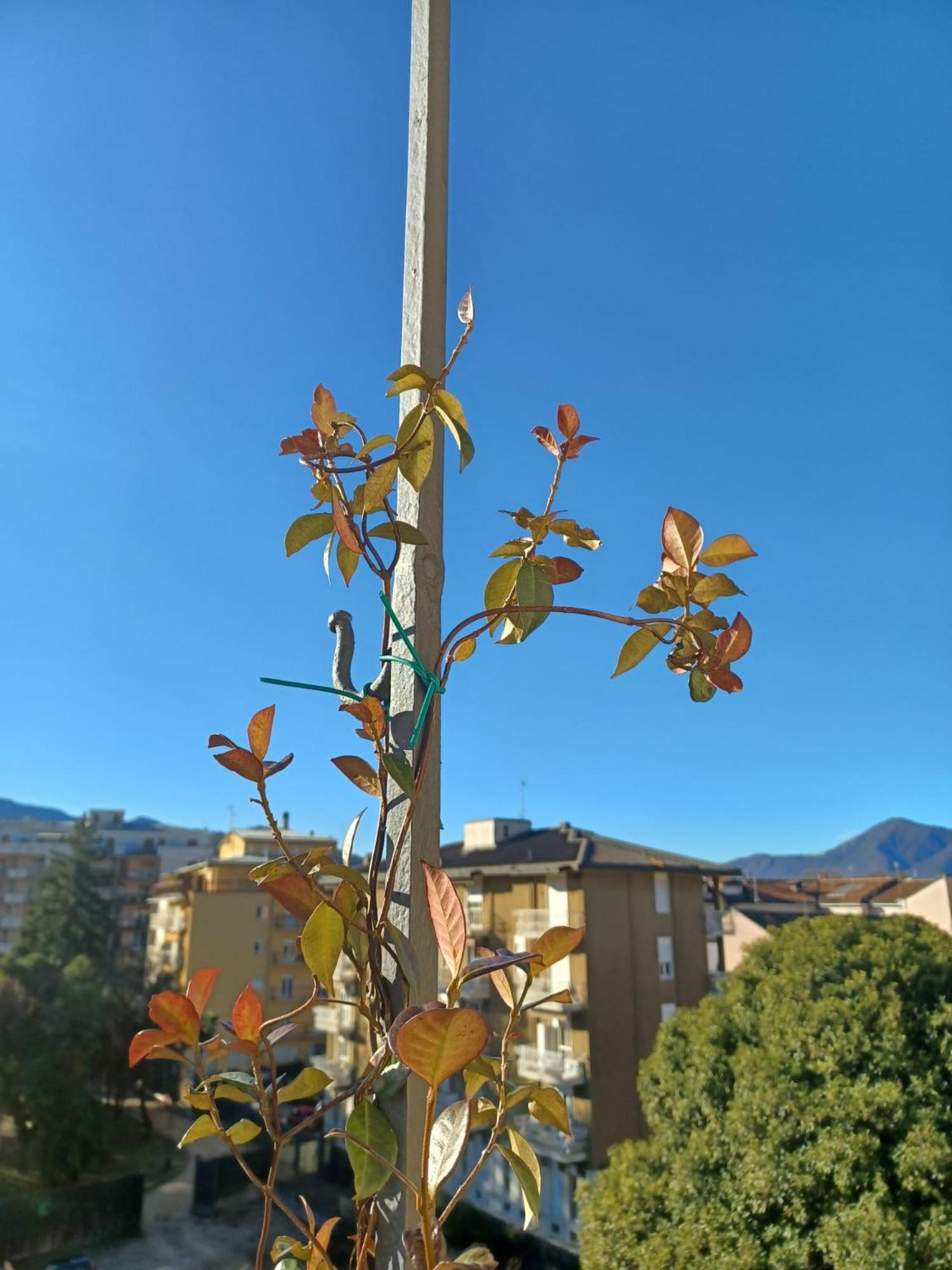 Feluca