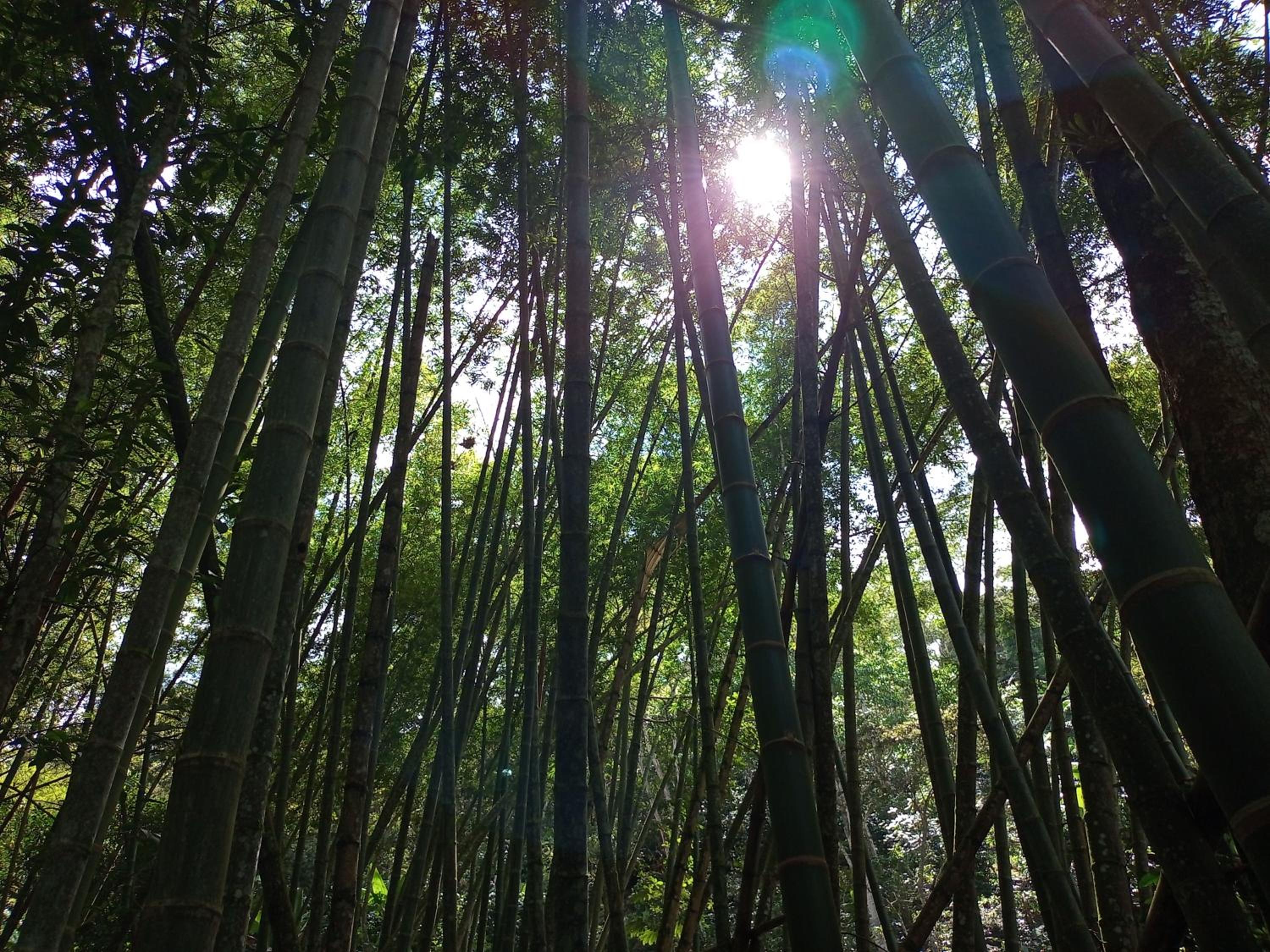 Eco-Cabanas Altozano Nimaima - Property Image 107