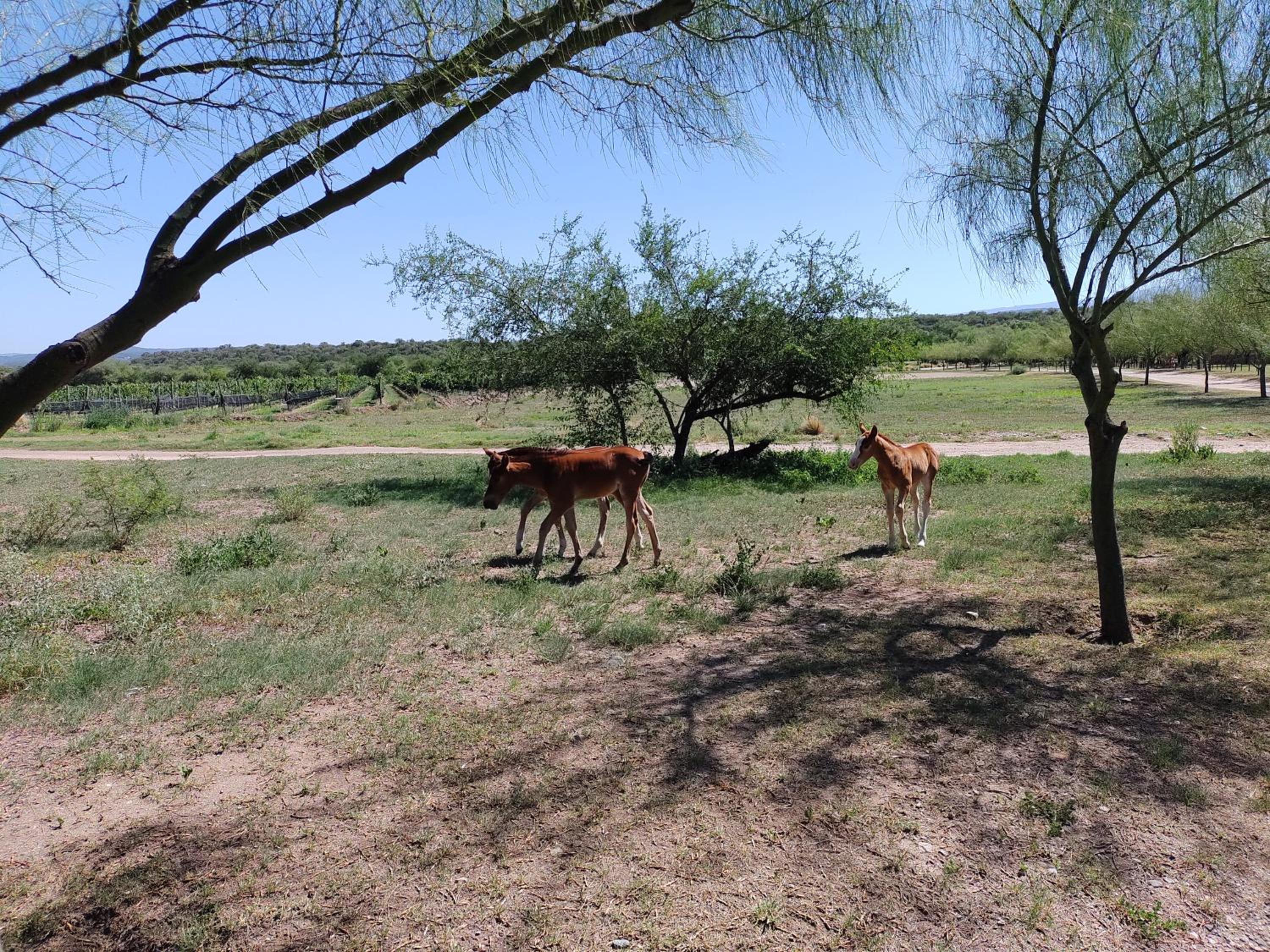 La Morada, imperdible Casa de Campo en La Matilde