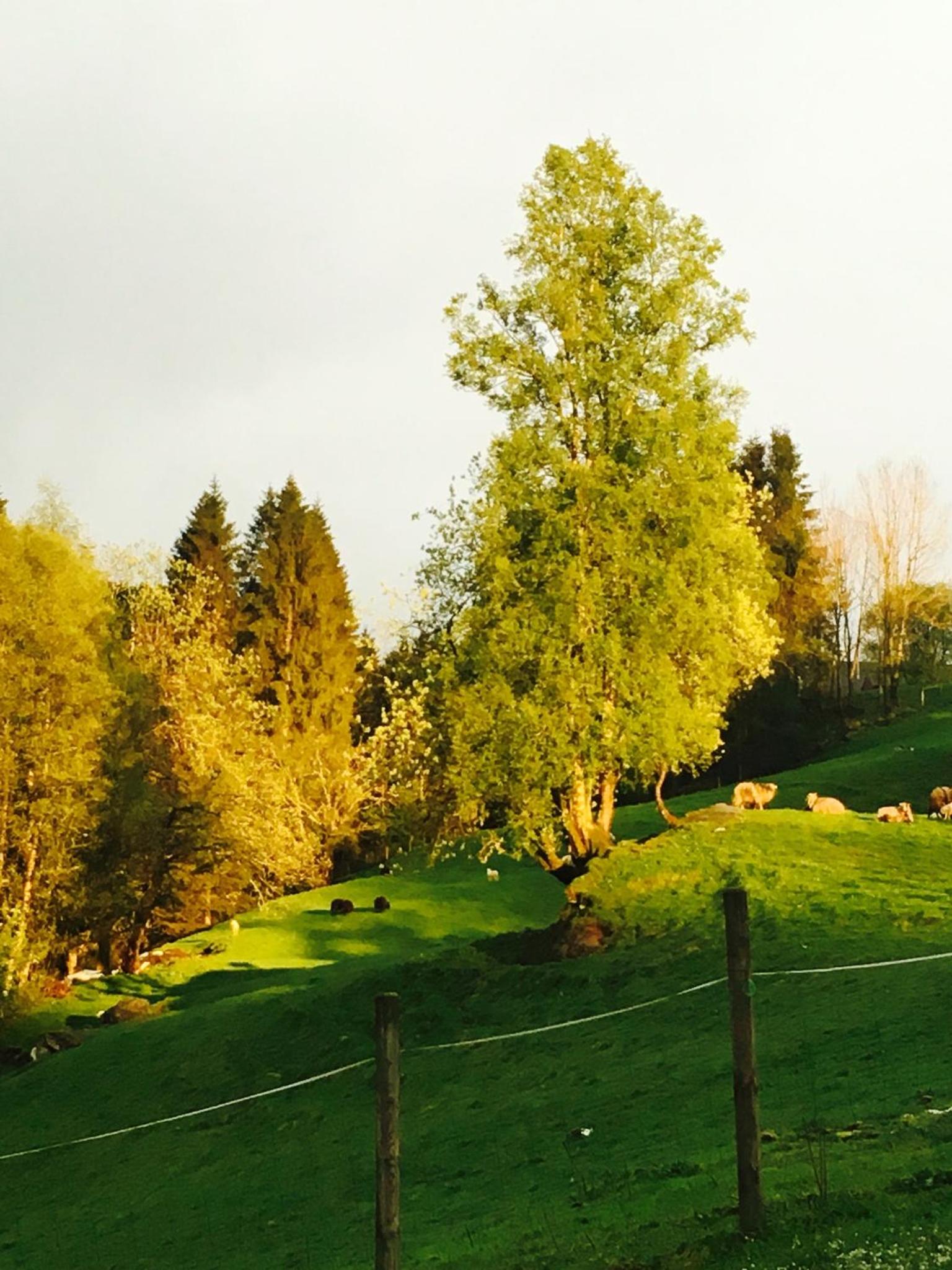 Skjerping gård view 2