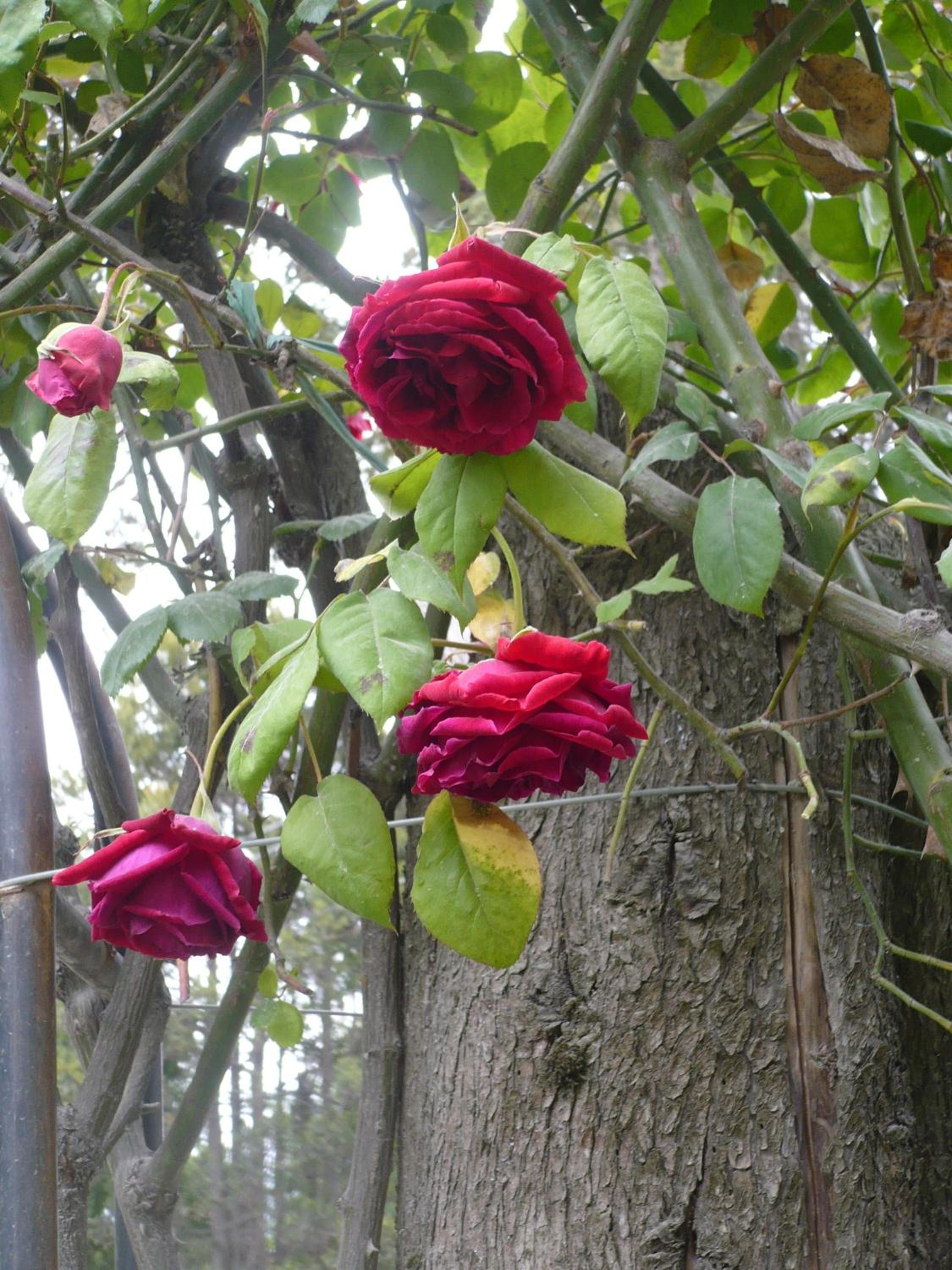 El lugar de la Flor