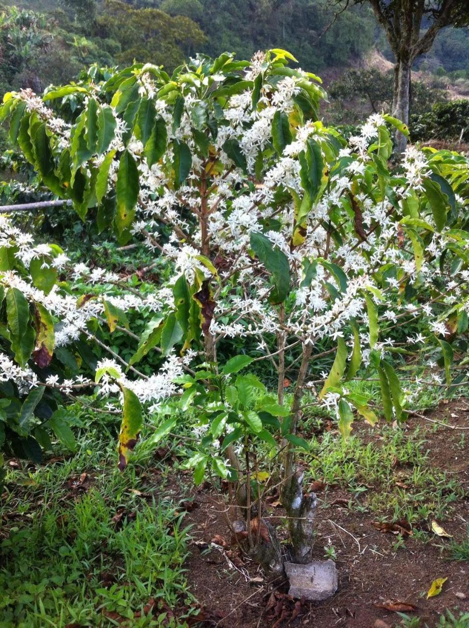 Finca Naya