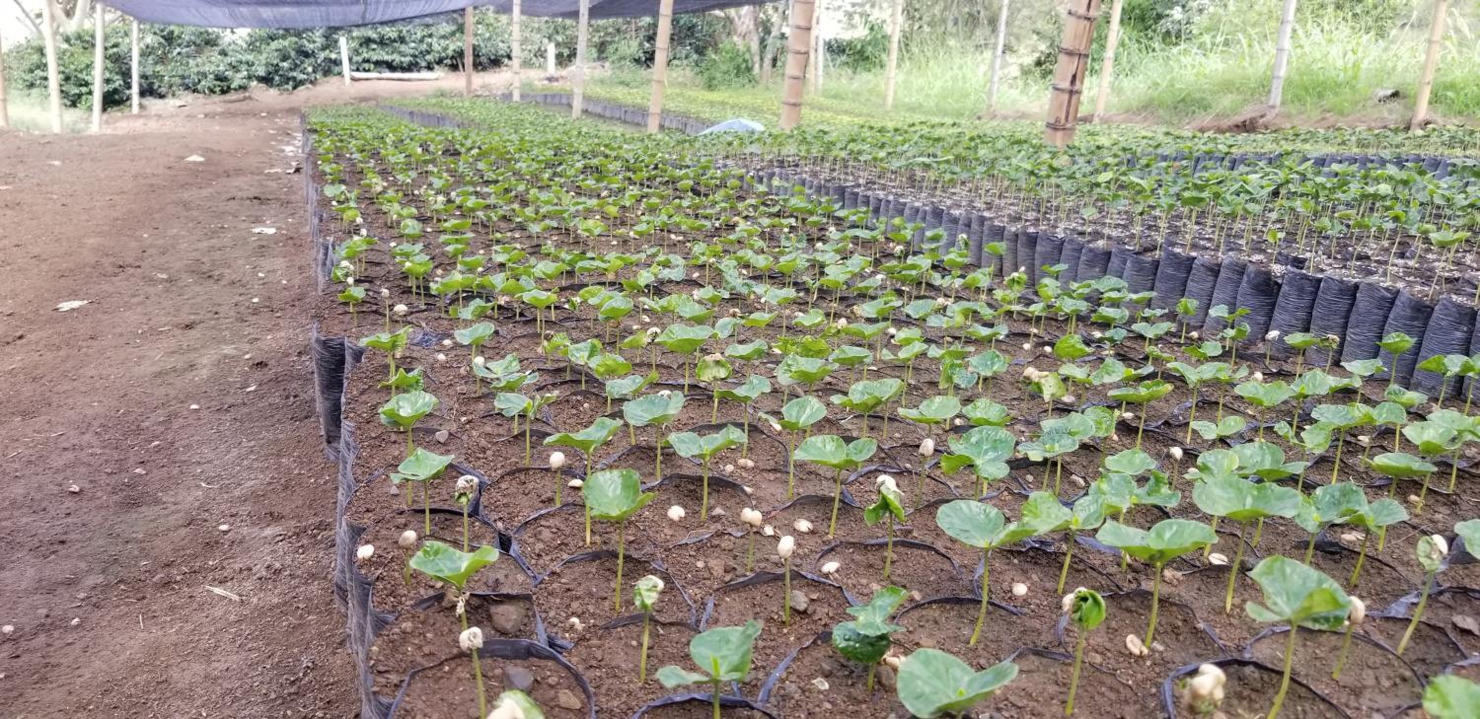 Finca Naya