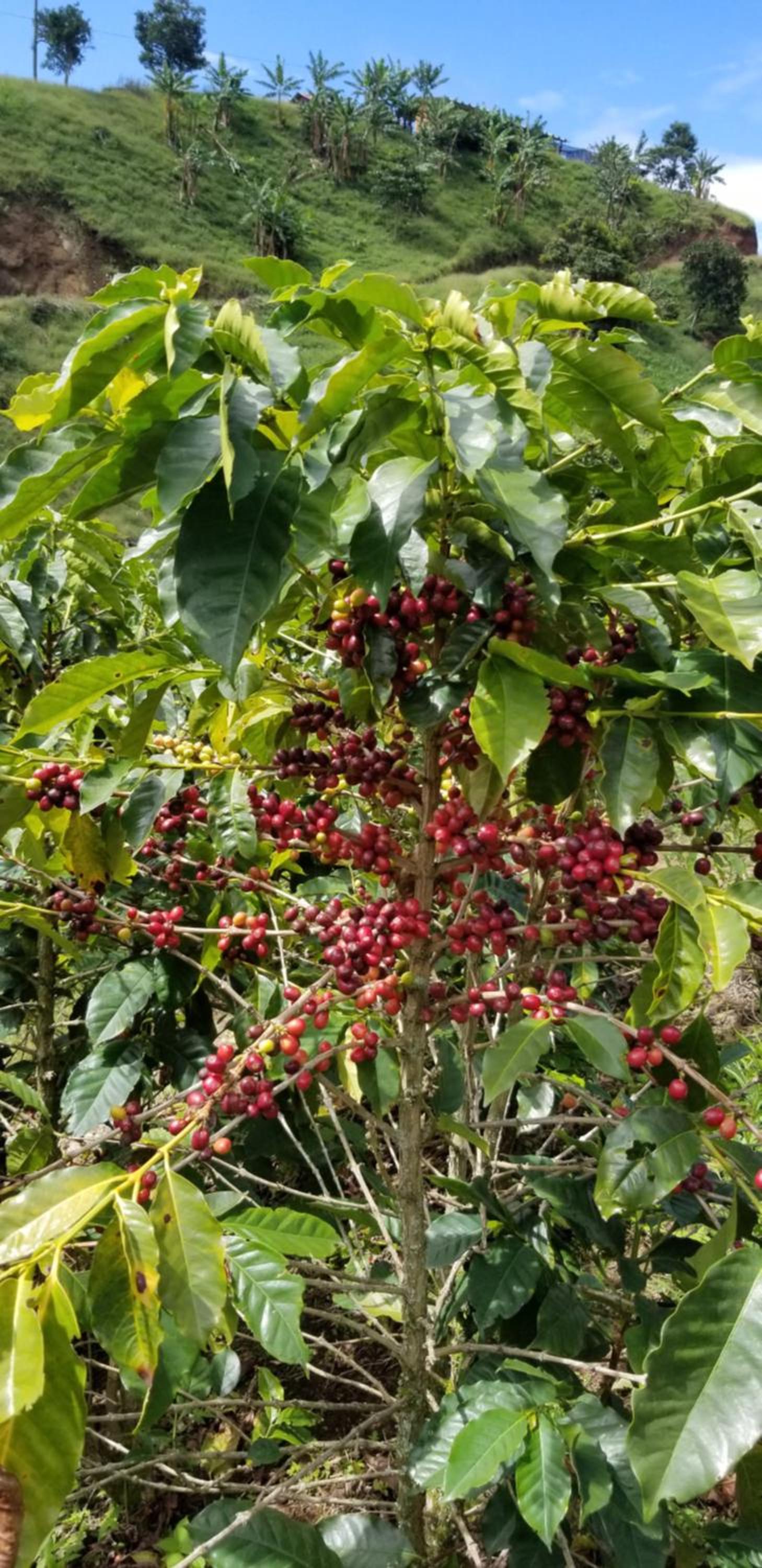 Finca Naya