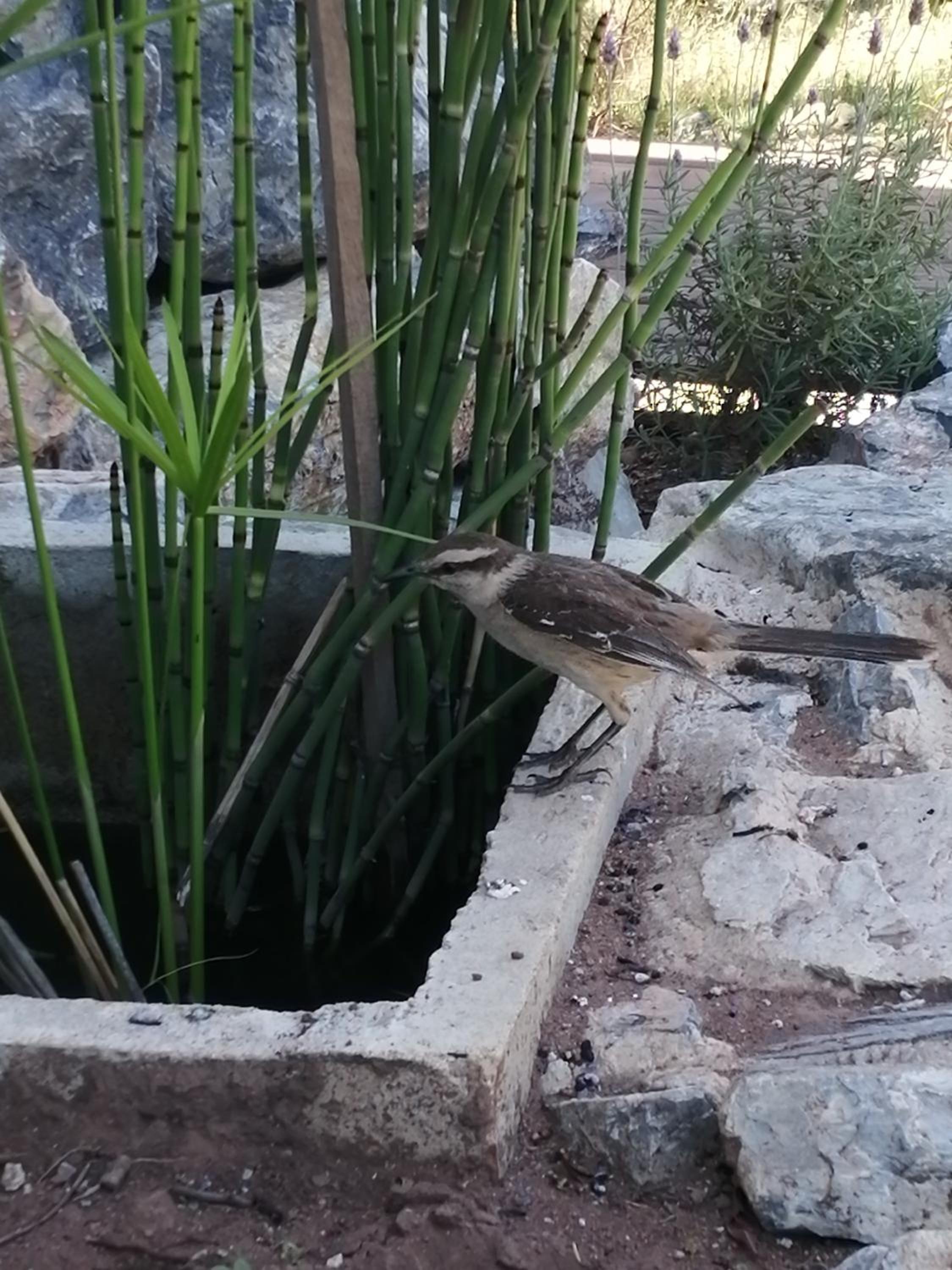 LeBruBi