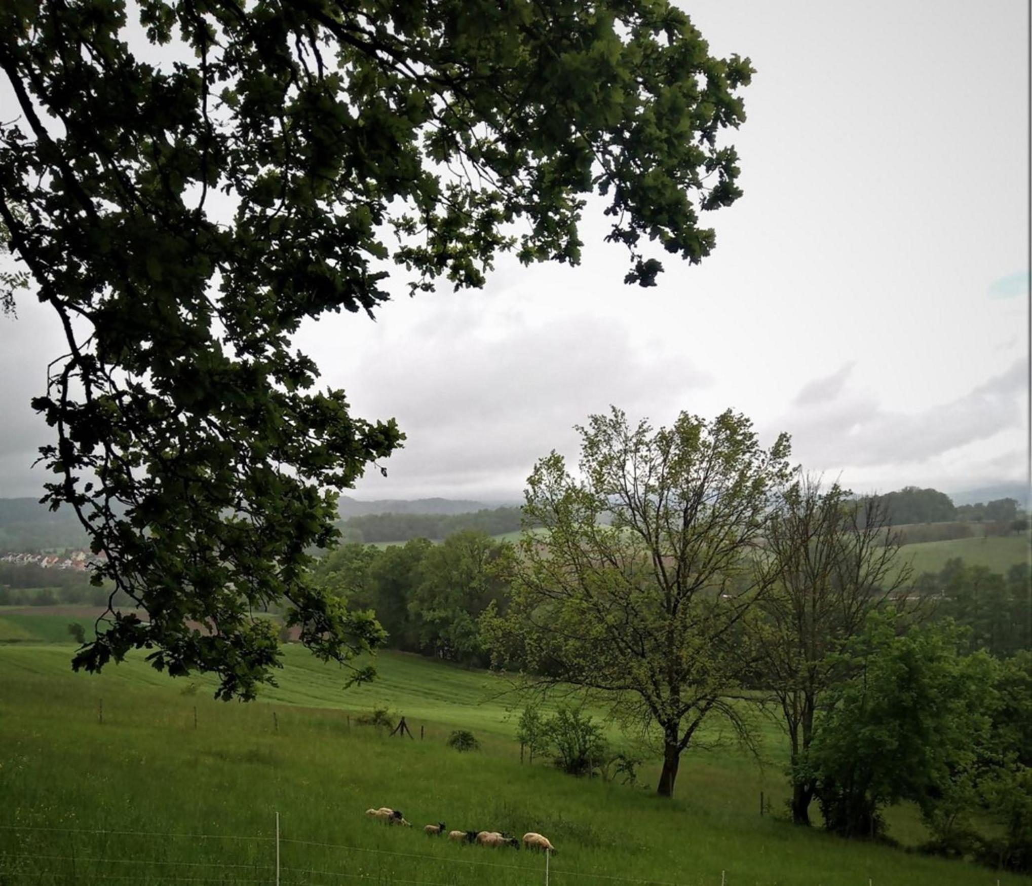 Ferienwohnung Zum Bienenstock view 3