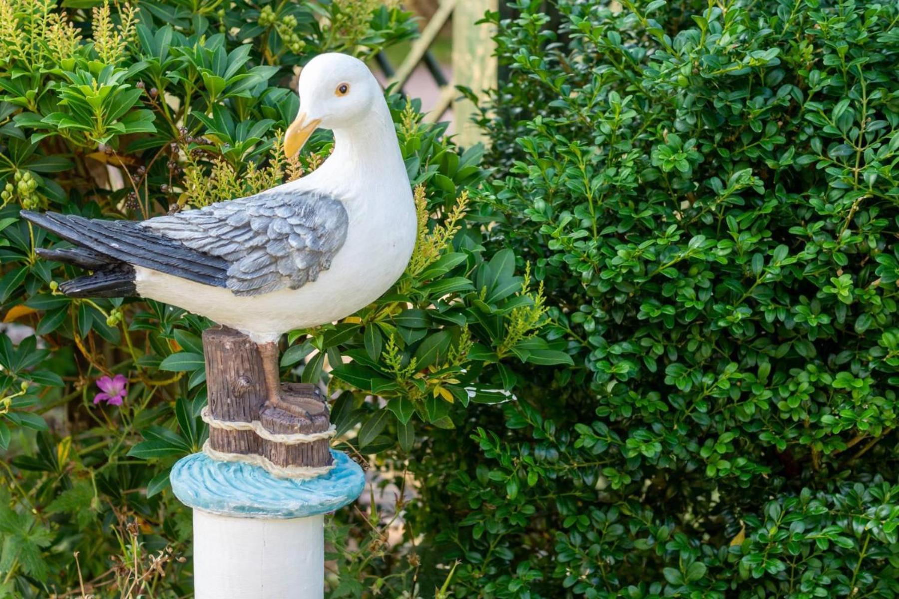 Albatros
