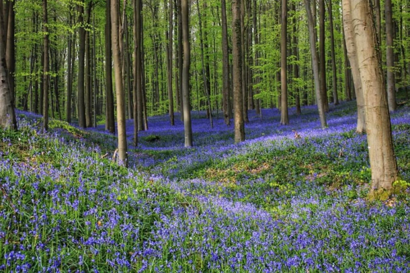 Hallerbos B&B in Bluebell Forest