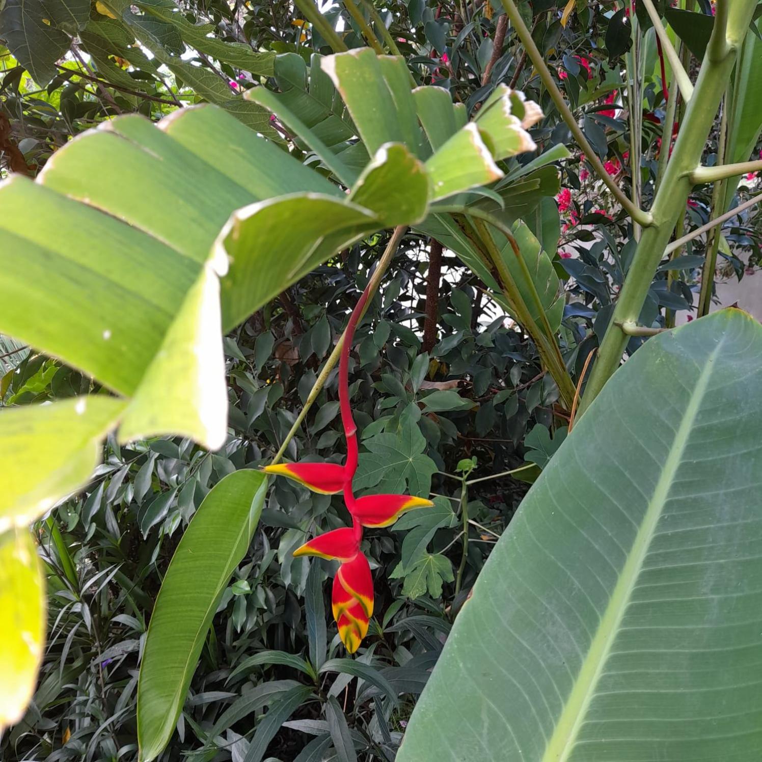 Ti Colibri view 4