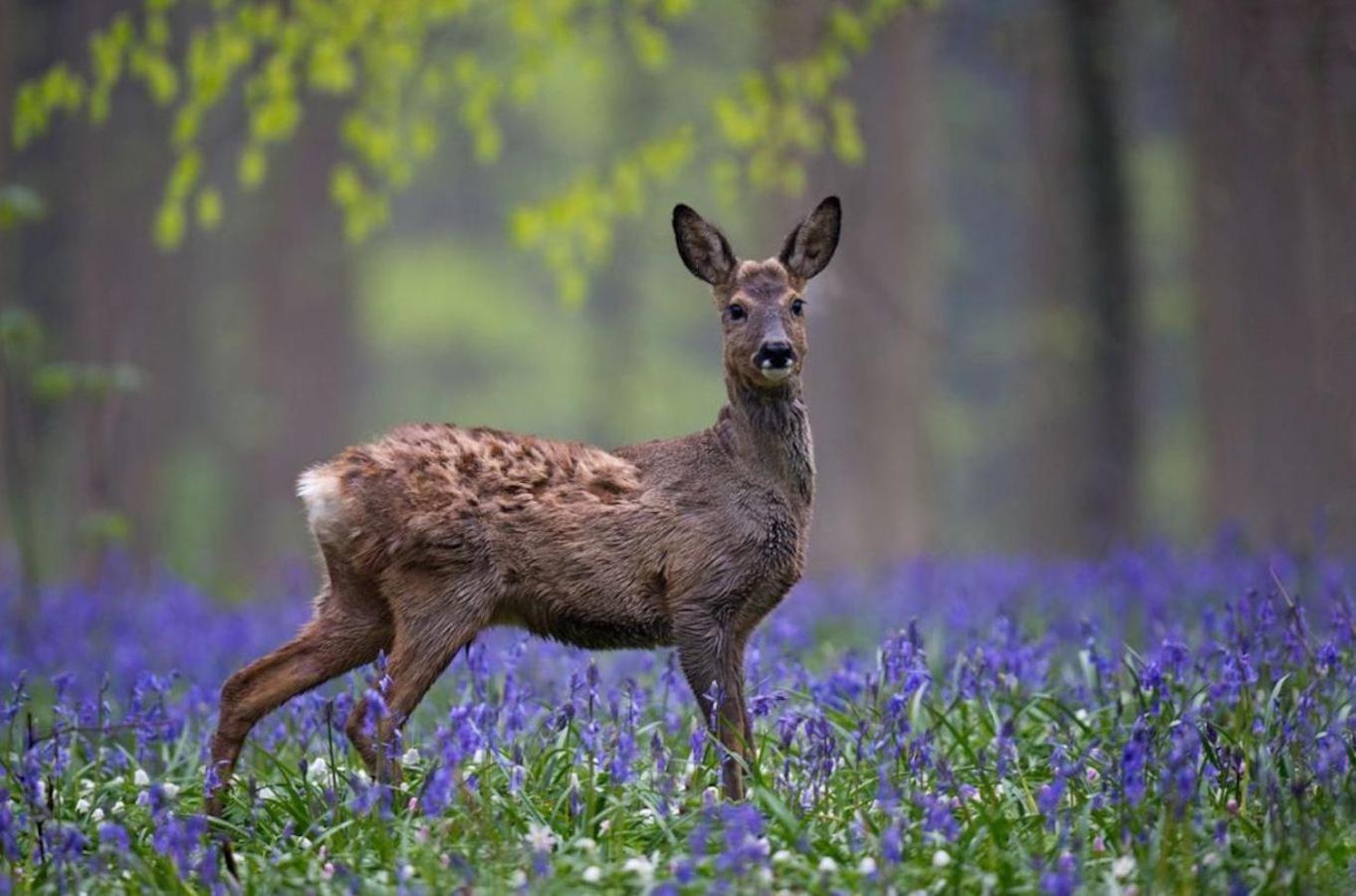 Hallerbos B&B in Bluebell Forest